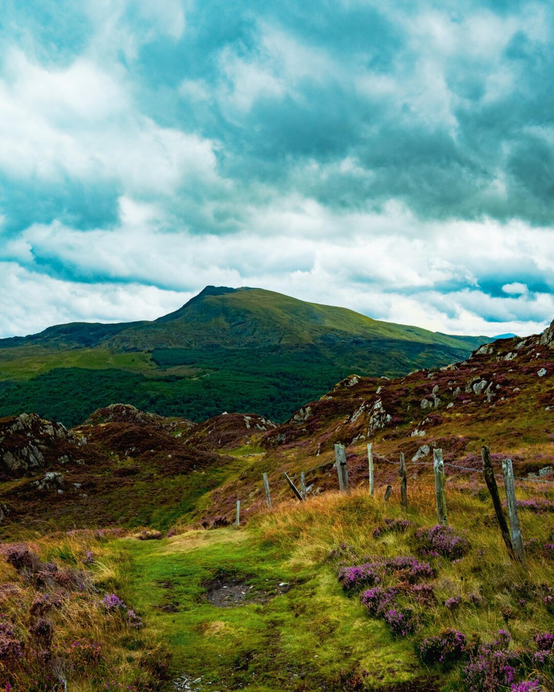 A vertical landscape photo of the peak of Moel Siabod rising over a green valley in Eryri (Snowdonia). In the foreground, a vibrant green and muddy trail on Crimpiau passes by patches of blooming purple heather and tall orange grasses. A weathered rustic wooden post and wire fence runs along the right side of the trail.  The sky above is overcast and moody with heavy blue and white clouds.