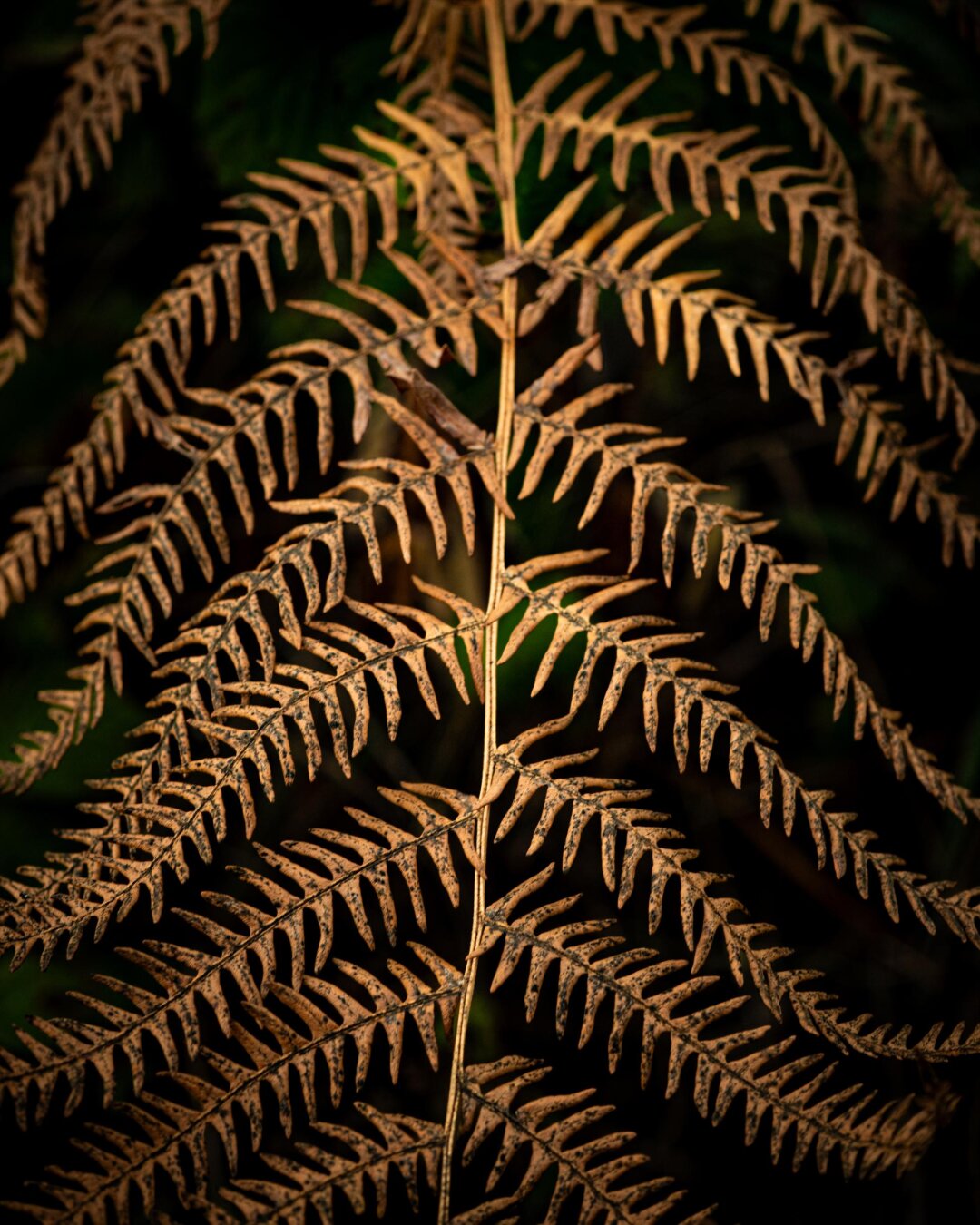 A top down, macro shot of a drying amber fern leaf in autumn. The central stem runs vertically through the image with symmetrical leaflets fanning out on either side. The blurred background is dark and moody making the golden frond pop.