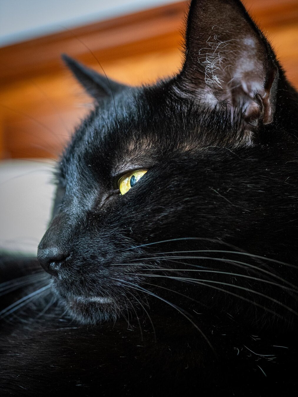 A close-up of a relaxed black cat in profile. Its bright yellow eye is half shut and its whiskers catch the light.