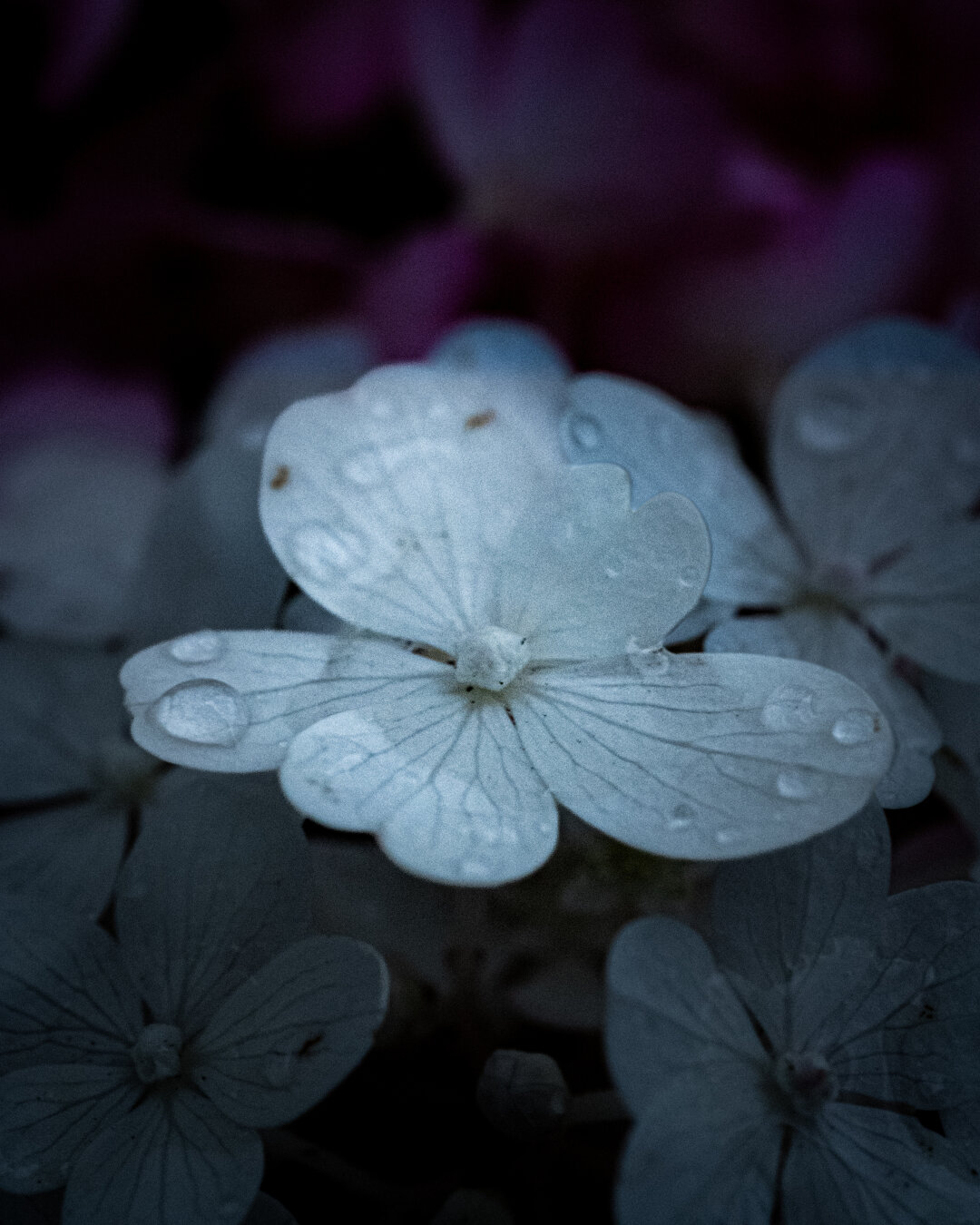 Macro shot of the rounded petals and delicate dark veins of a white hydrangea flower covered with fresh raindrops, against a blurry, darkened background of purple-pink petals.