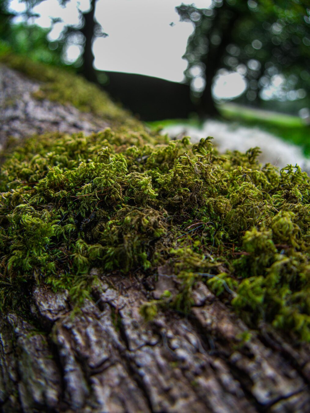 Close-up of moss growing on a tree. The feathery carpet of moss is a vibrant green with yellow and browns. It is clinging to the thick, rough, textured brown bark of a felled tree.