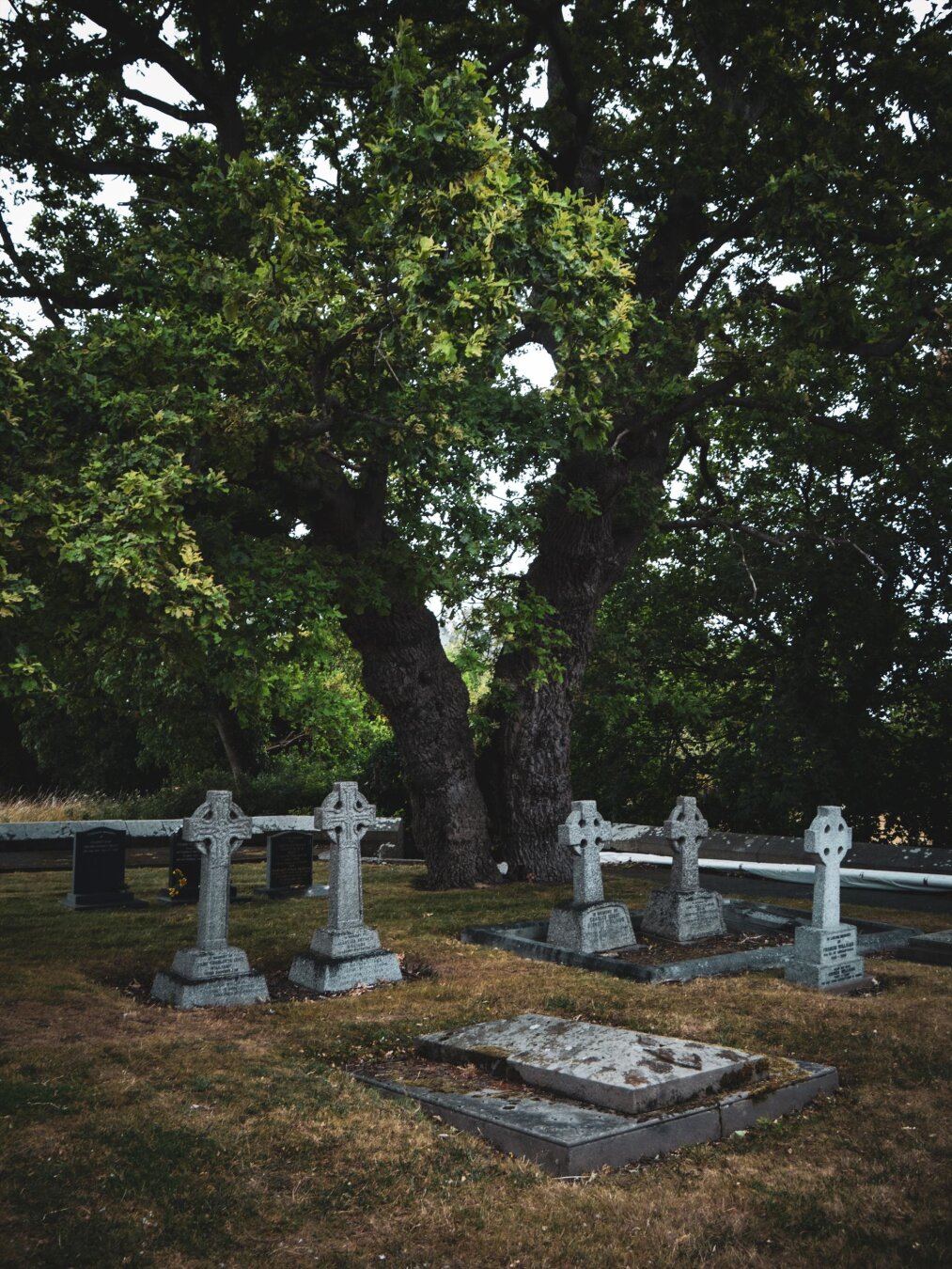 An old cemetery on an overcast day. Five grey granite Celtic cross gravestones and one horizontal flat tomb slab stand under a huge, thick twin-trunk tree surrounded by brown dry low cut grass.