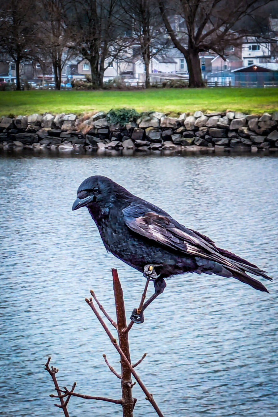 A black crow perched on a thin branch. The bird's dark feathers show subtle iridescence in the light and there are lighter brown patches from moulting. In the background blue-grey water sits below a stone retaining wall and a green lawn lined with trees and distant buildings.