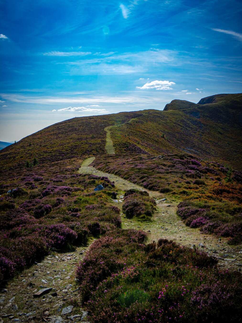 A dirt and gravel footpath winds its way up a rolling mountain ridge. The hillside is covered in vibrant patches of purple heather, red bilberry bushes, and green grasses under a bright blue sky with light wispy clouds.