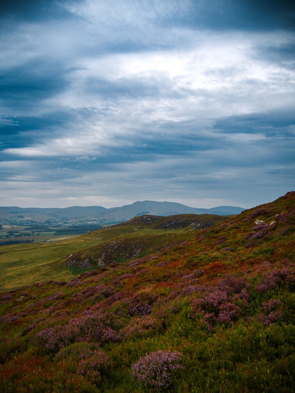 A scenic view of a steep mountainside covered in vibrant patches of blooming purple heather, bilberry shrubs in oranges and reds, and deep green mosses and grasses. In the far background, the peaks of Eryri (Snowdonia) rise under a heavy, overcast sky.