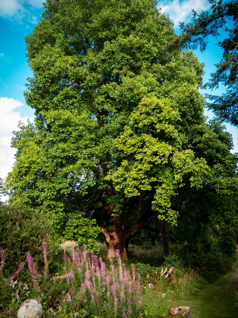 A massive, mature oak tree standing tall under a bright blue sky. The thick trunk splits into heavy branches, with bright green leaves catching the sun. Tall, pink-purple wildflowers grow along the lower left edge in the foreground.
