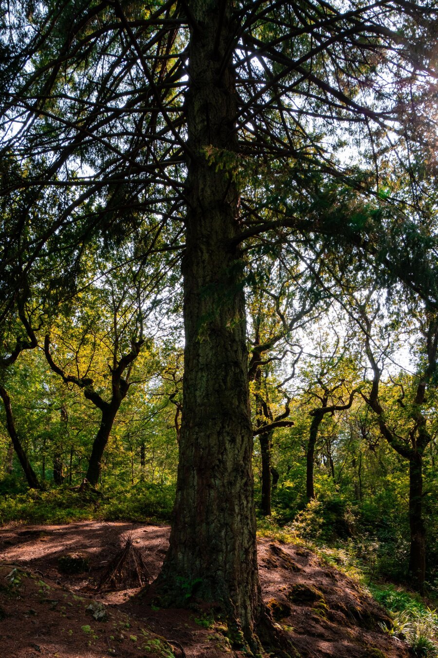 A towering, mature conifer with heavily textured bark stands in a dense woodland surrounded by smaller trees. Its sprawling branches cast sun-dappled shadows on the forest floor with patches of moss.