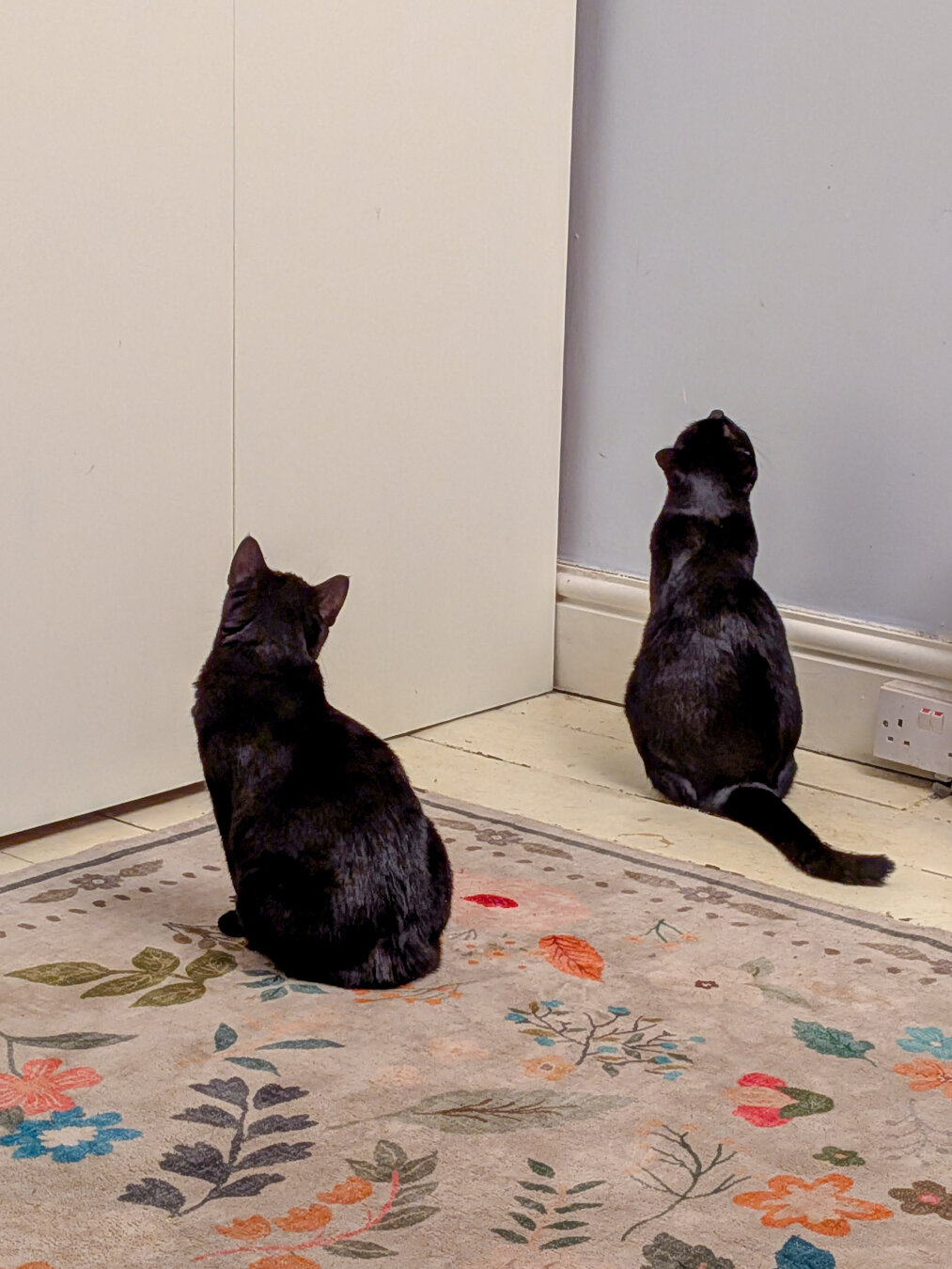 Two black cats sitting in a corner looking up at blank pale blue wall with their backs to the camera. One is sitting on a cream coloured wooden floor closer to the wall while the other is on a vibrant, multicolored floral area rug.