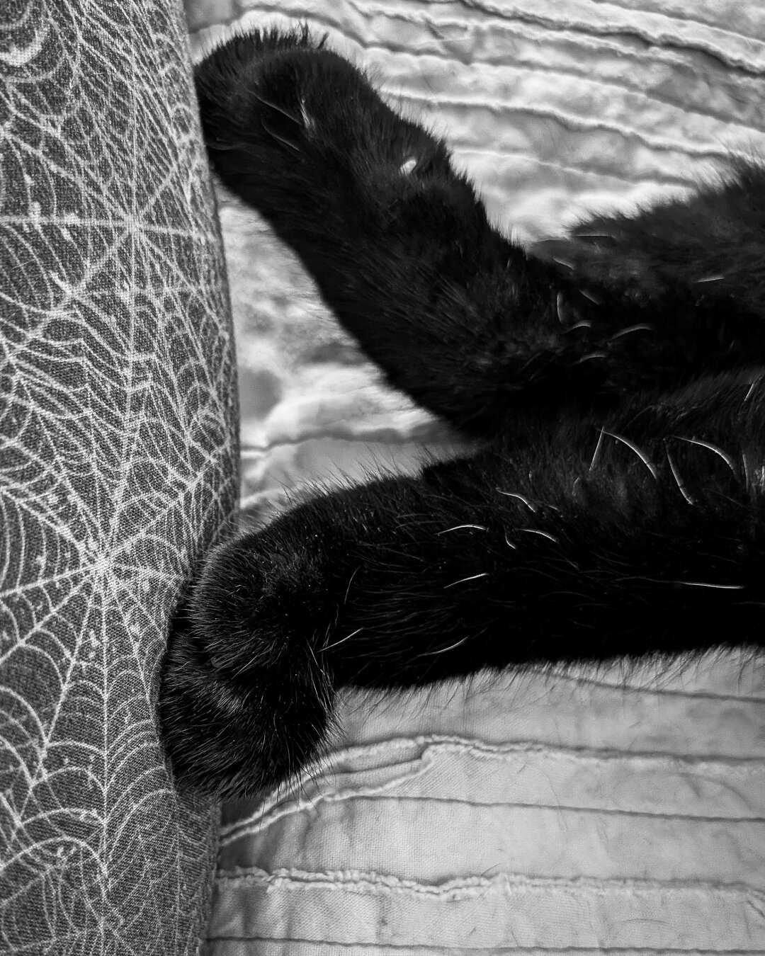 Top-down, monochrome close-up of a black cat's paw resting gently against a person's leg. The person is wearing leggings with a spiderweb design. From the position of the paw, the cat is lying down next to the person. His leg shows stiff white hairs scattered throughout his dark black fur against a light coloured bedspread.