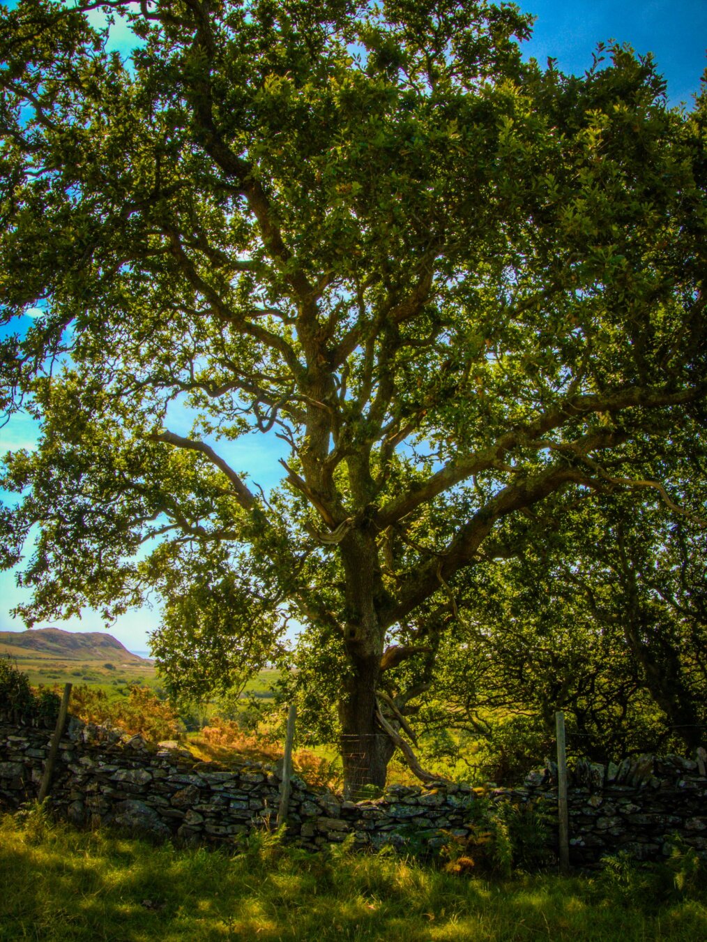 A backlit towering, mature oak tree with sprawling green branches stands behind a traditional dry stone wall in North Wales. In the distance a small mountain can be seen under a partly cloudy blue sky.