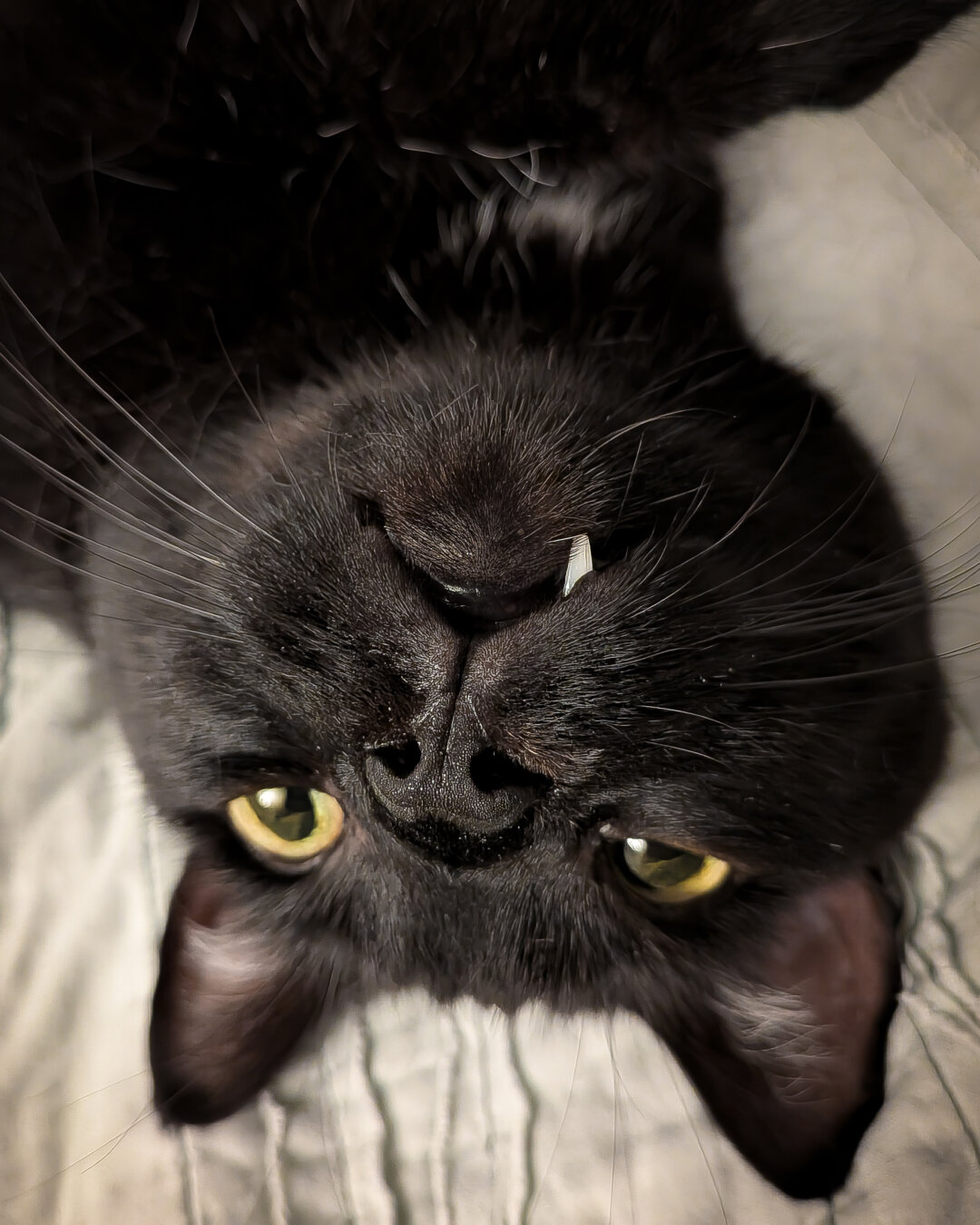 Close-up of the upside down head of black cat laying face up. His ears are alert and he's looking straight ahead with yellow eyes and one fang hanging out over his lip.