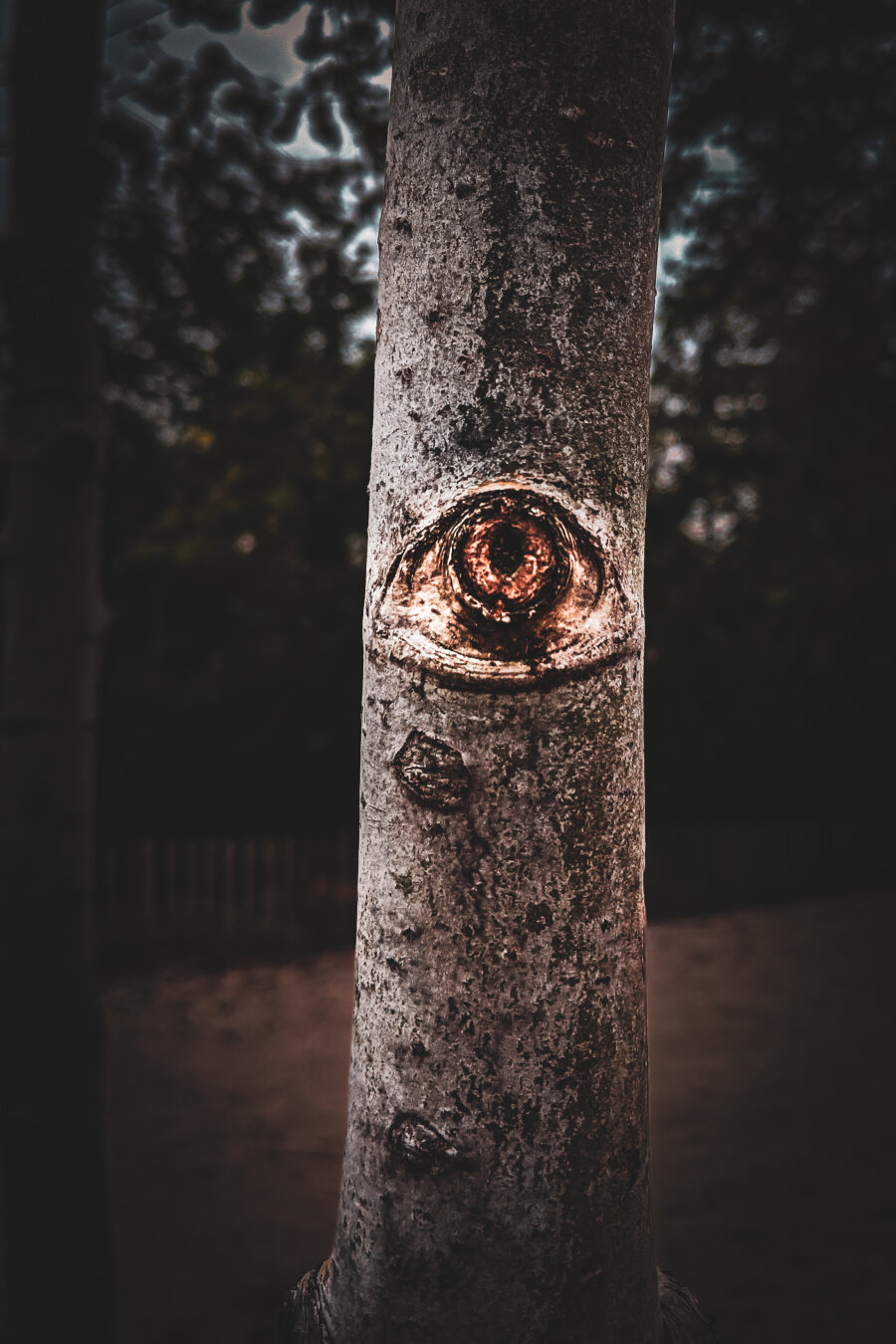 A dramatic, high-contrast photo of an aspen tree trunk with an eerie, eye-shaped knot staring directly at the camera. The photo is edited in a moody, dark hue with a heavy vignette that fades the surrounding woods into deep shadows, making the weathered  "eye" pop.