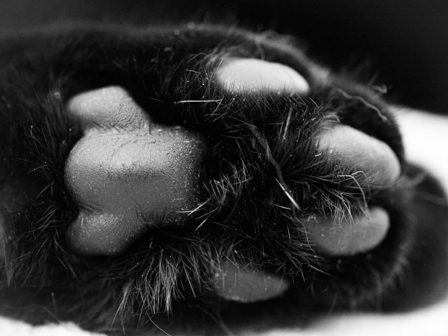 A high-contrast, monochrome macro shot of the underside of a black cat's paw. Soft, textured toe beans are surrounded by dark fur with some tiny white stray hairs popping out.