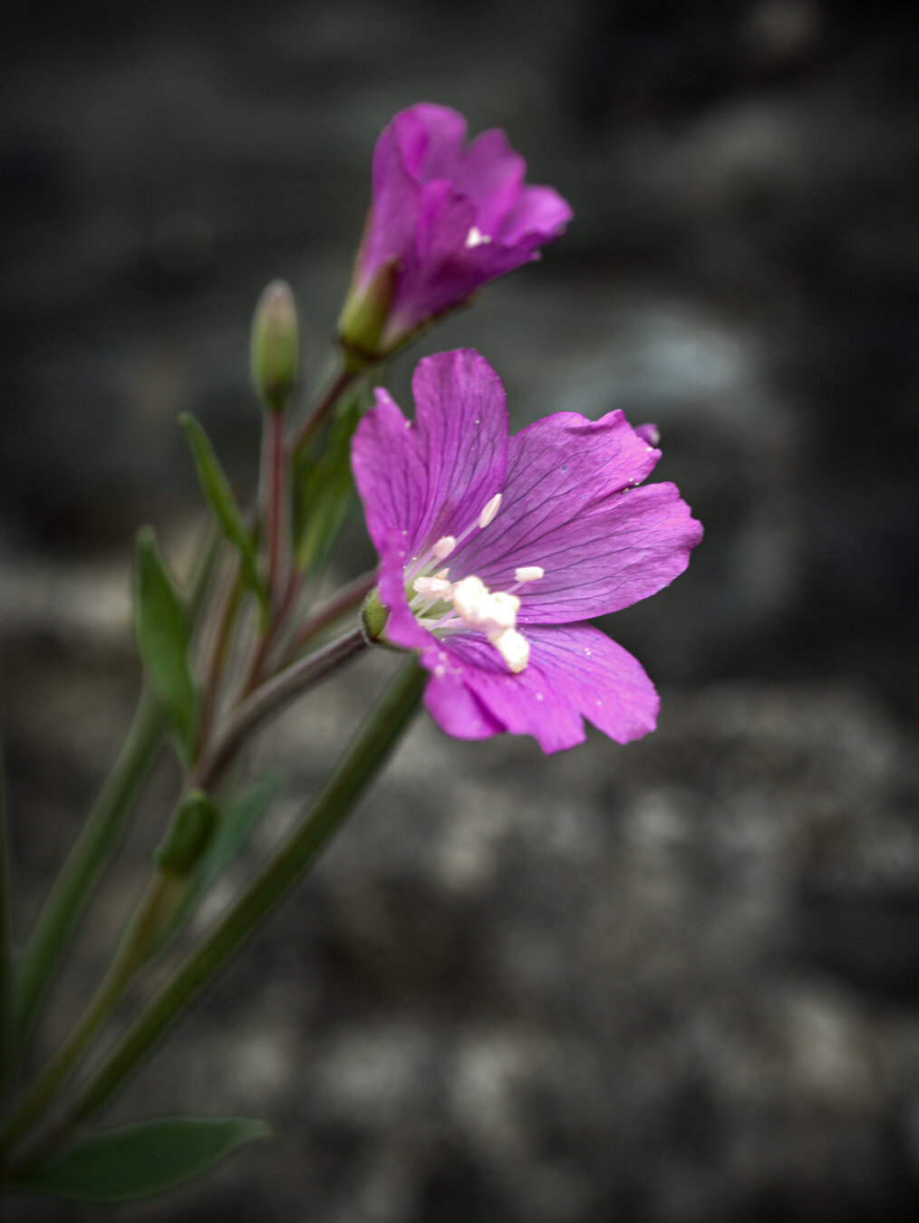 Extreme close-up of a vibrant, purplish-pink flower. The blossom has four delicate petals and a creamy white stigma at its center. Another partially opened flower and soft green buds grow on the stem behind it. The background is a heavily blurred dark stone wall.