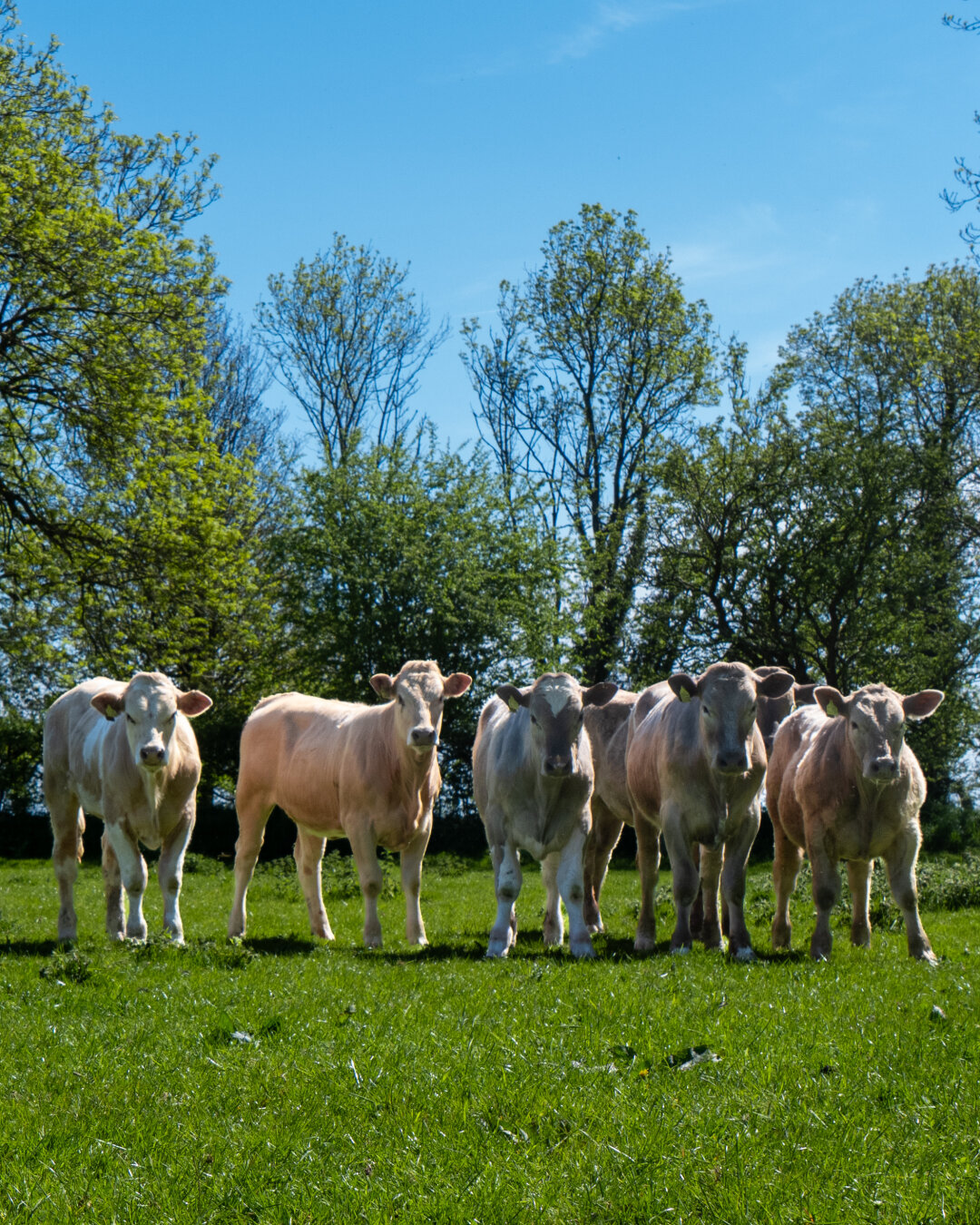 A row of five light cream-colored cows standing close together in a vibrant green field. Green trees fill the background under a bright blue sky.