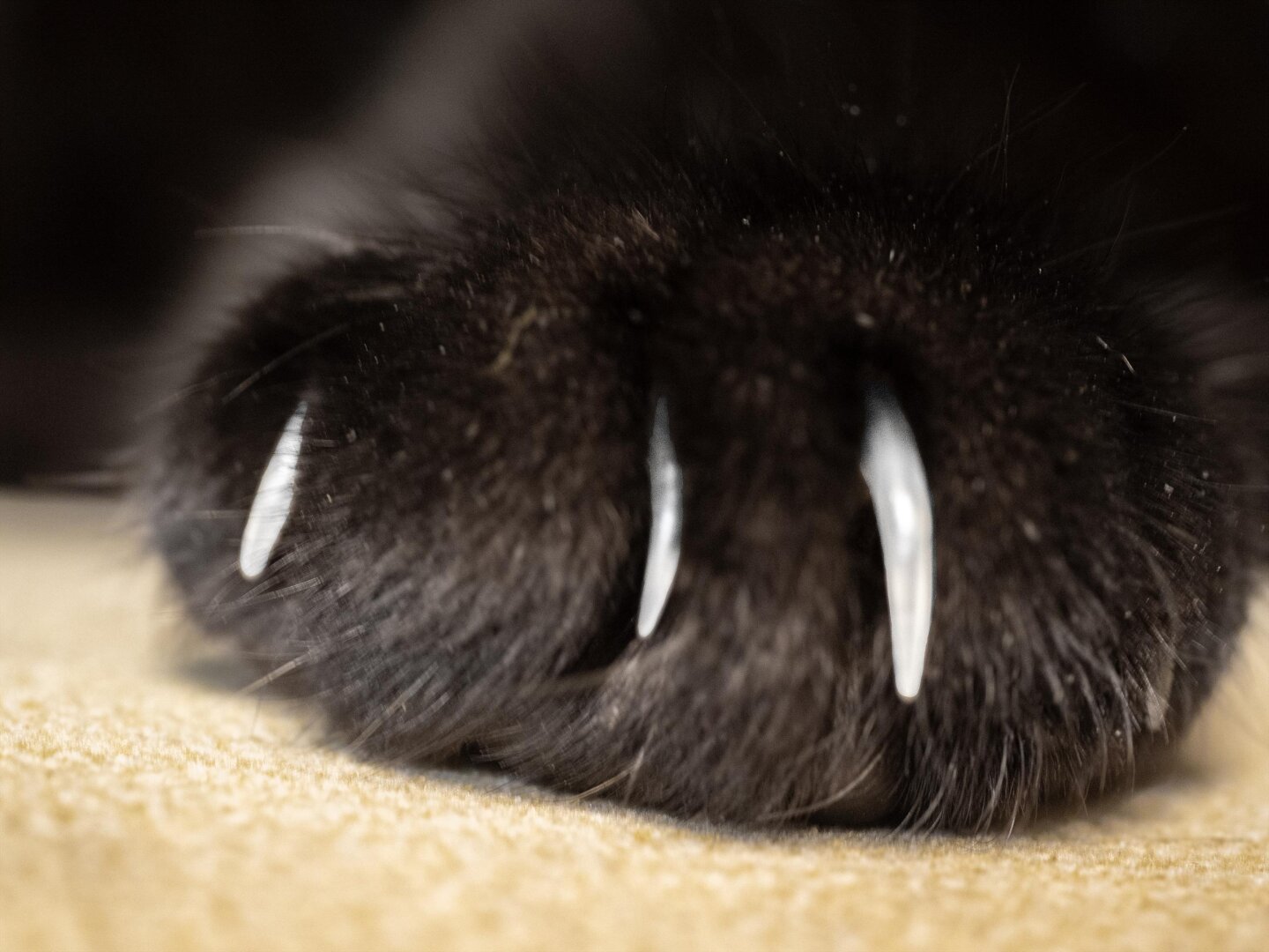Extreme close-up of a cat's paw with thick black fur. Three sharp, curved claws are unsheathed and pointing downward, resting against a light yellow, textured fabric. The background is blurry and dark.