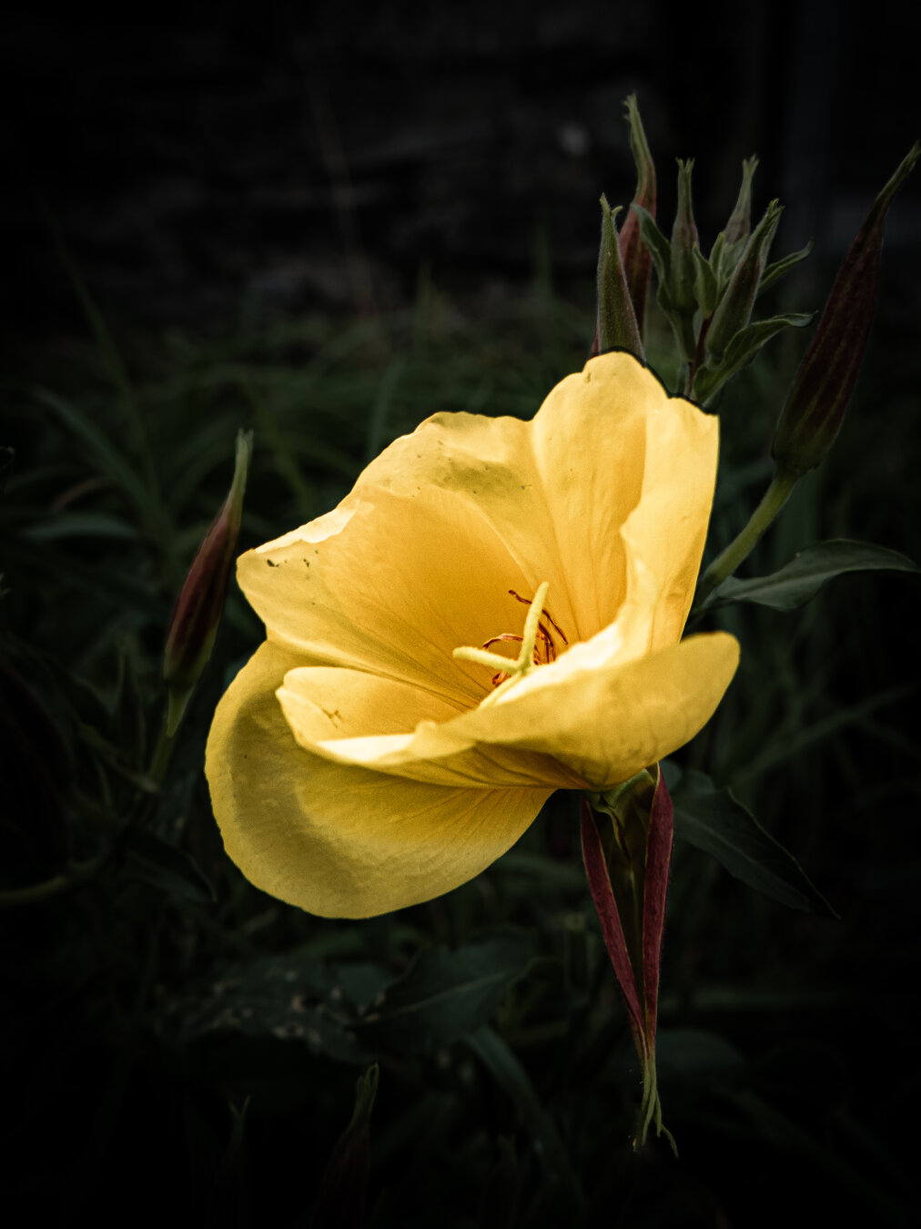 A close-up shot of a vibrant yellow evening primrose flower blooming against a dark background of green leaves and reddish flower buds.