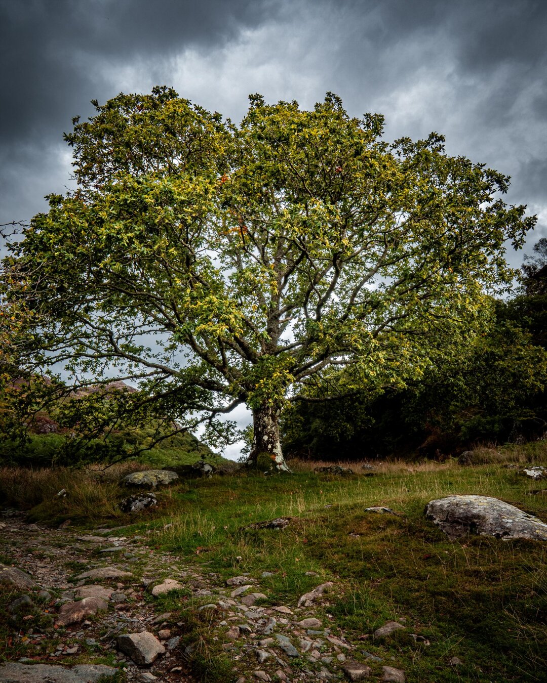 A mature oak tree stands on a green grassy hill beside a rocky path. Its branches are spread wide and it is covered in vibrant green and yellow leaves. The sky above is overcast with moody clouds.