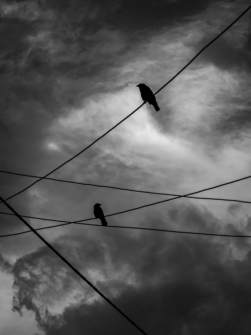 A high-contrast, monochrome photo looking up at two silhouetted jackdaws sitting on overhead wires. The sky above them is heavily overcast with moody clouds.