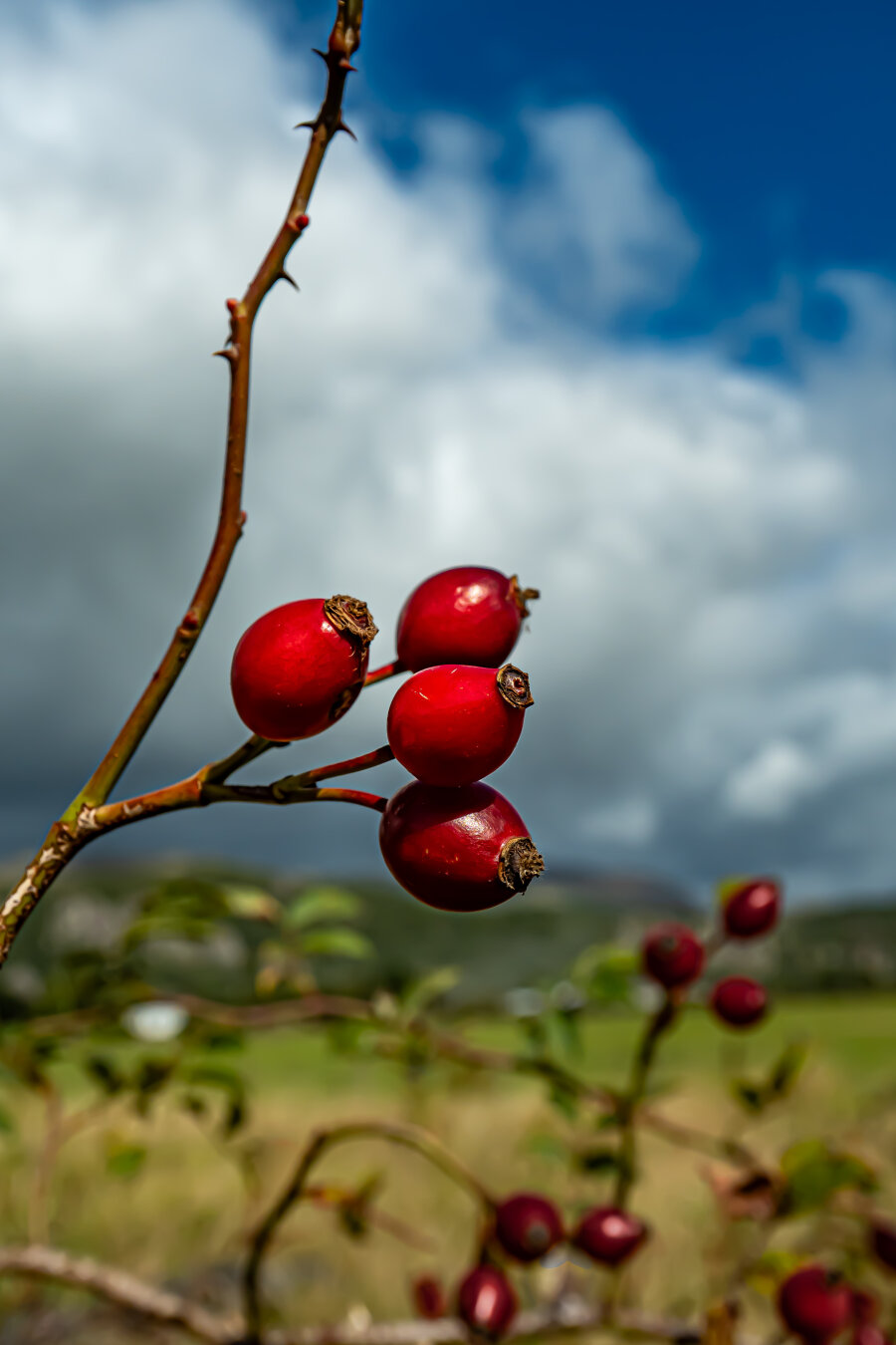 Close-up of a cluster of four vibrant red rose hips growing on a thorny branch. The blurred background is of green hills and a bright blue sky with white clouds.