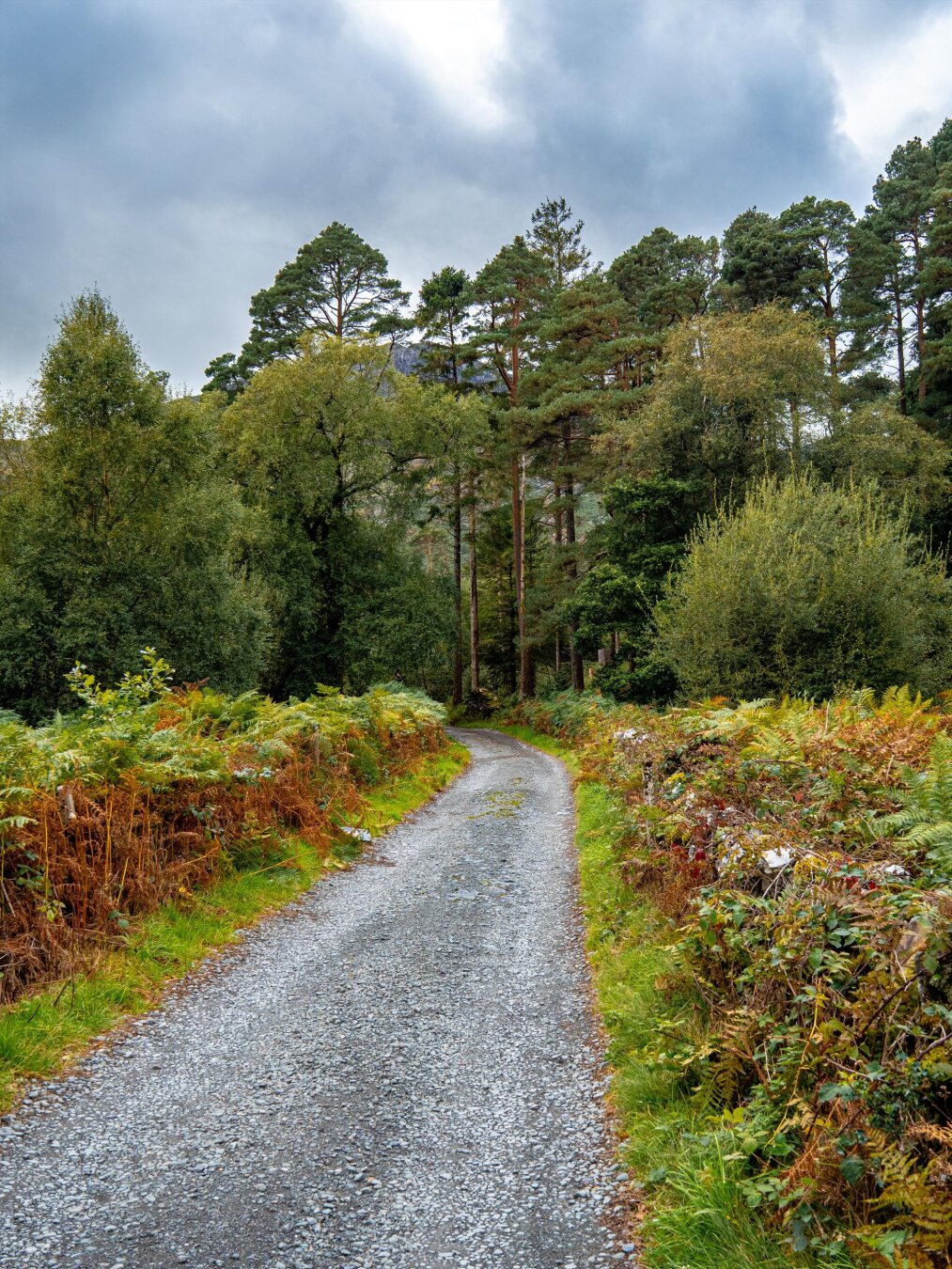 A wide gravel footpath curves into a woodland with towering pine trees and shorter trees with dense foliage under a moody, overcast sky. The path is bordered on either side by stone walls that have been completely overgrown with thick, wild plants including ferns and bracken, some of which have turned a deep autumnal rust colour.