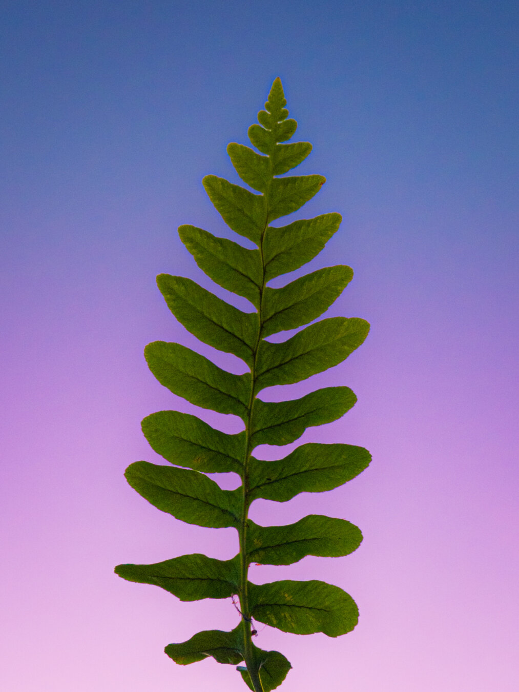 A close-up shot of a single green fern frond centered vertically against a pastel gradient sky. The sky smoothly transitions from a soft, warm pink at the bottom to light violet on the middle to a deep twilight blue at the very top. The individual green leaflets of the fern are sharply focused and the veins can be seen through the backlight.