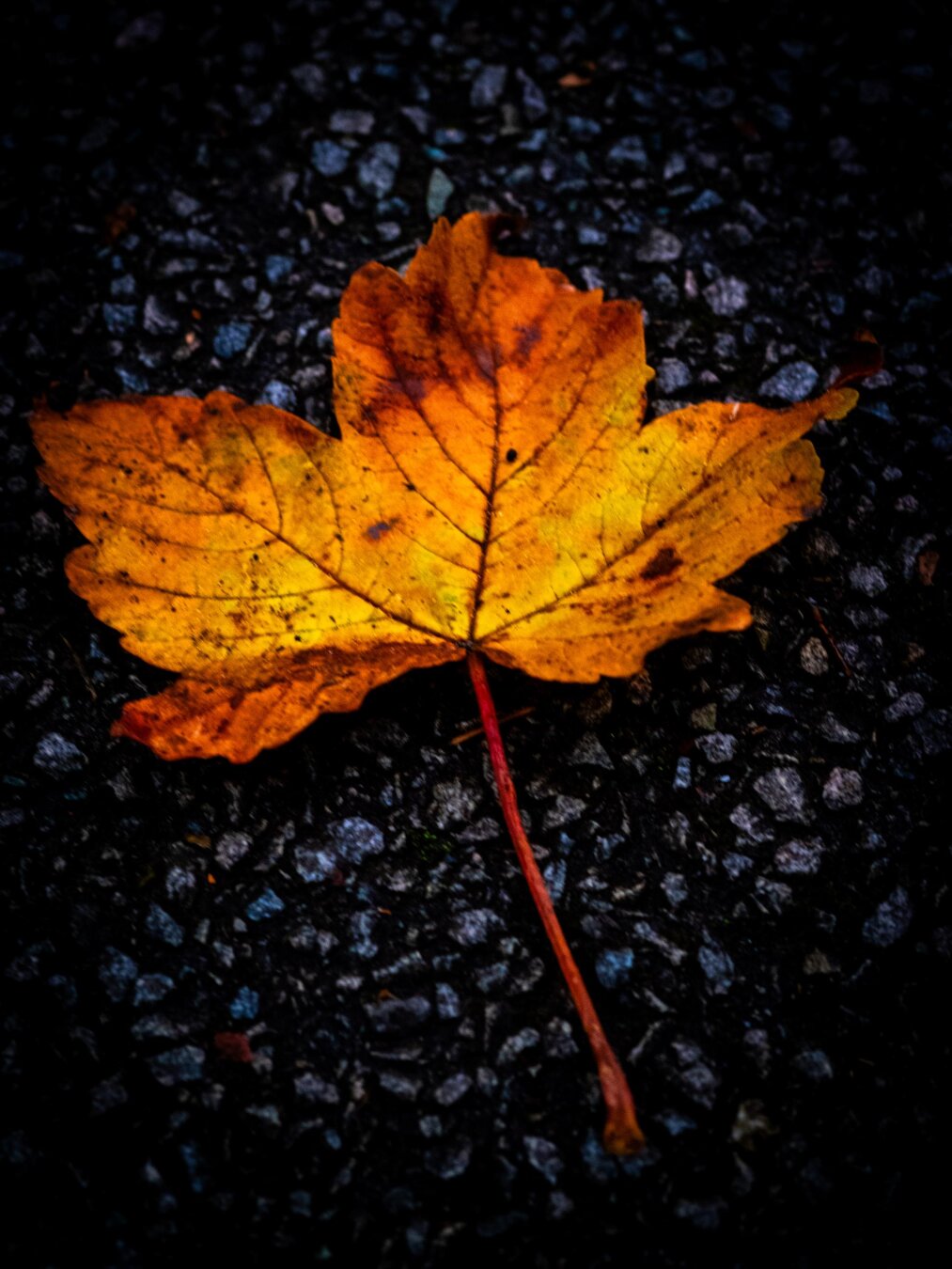A top-down, close-up of a single autumn sycamore (UK) or maple (US) leaf. The leaf changes from bright yellow in the center to vibrant orange and dark red at the edges. It is lying flat on dark gray gravel.