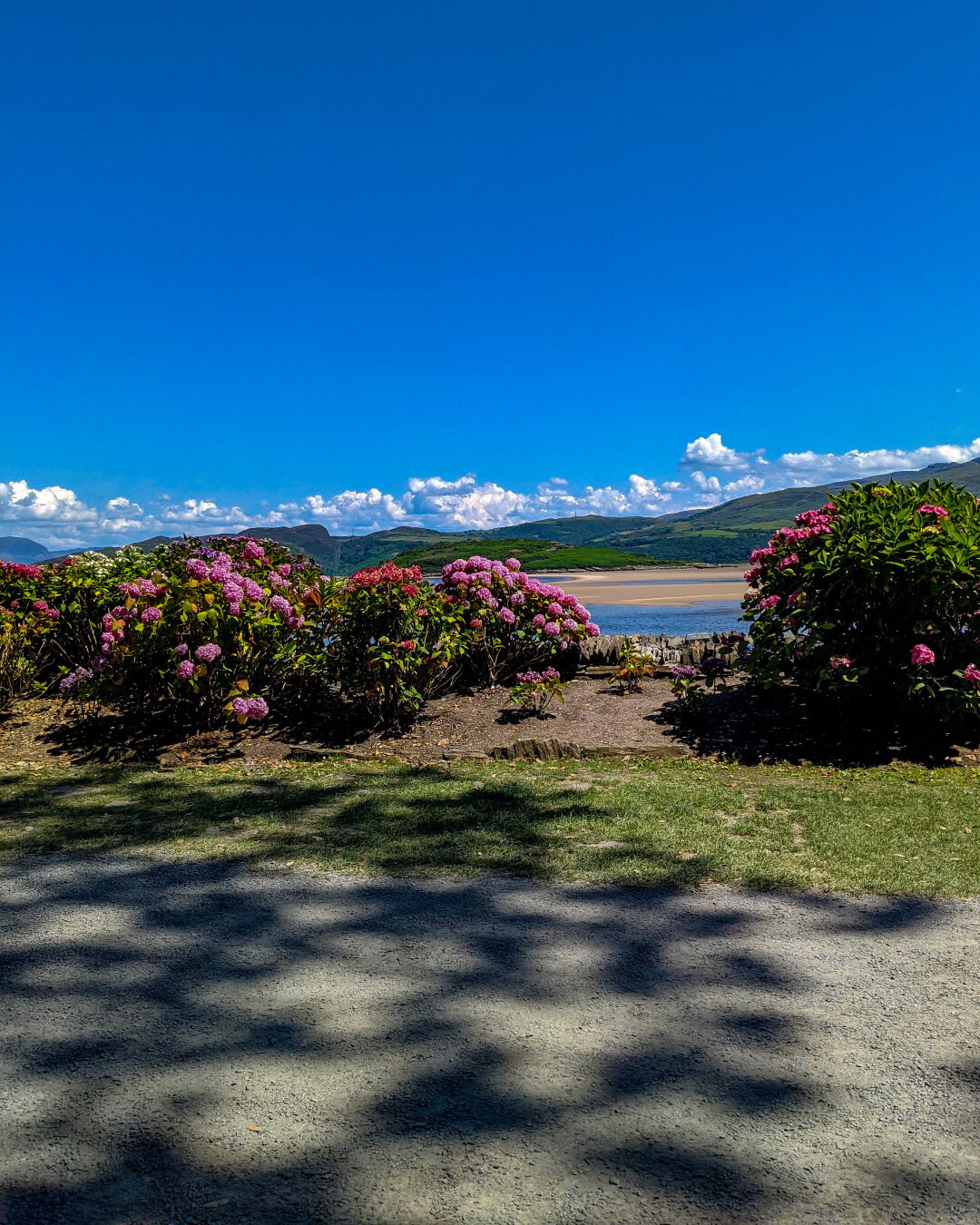 Looking out across an estuary in North Wales. Large, vibrant pink hydrangea bushes bloom along a sun-dappled gravel path under a bright blue sky. In the distance, the hills of Eryri rise  under a line of low fluffy clouds.