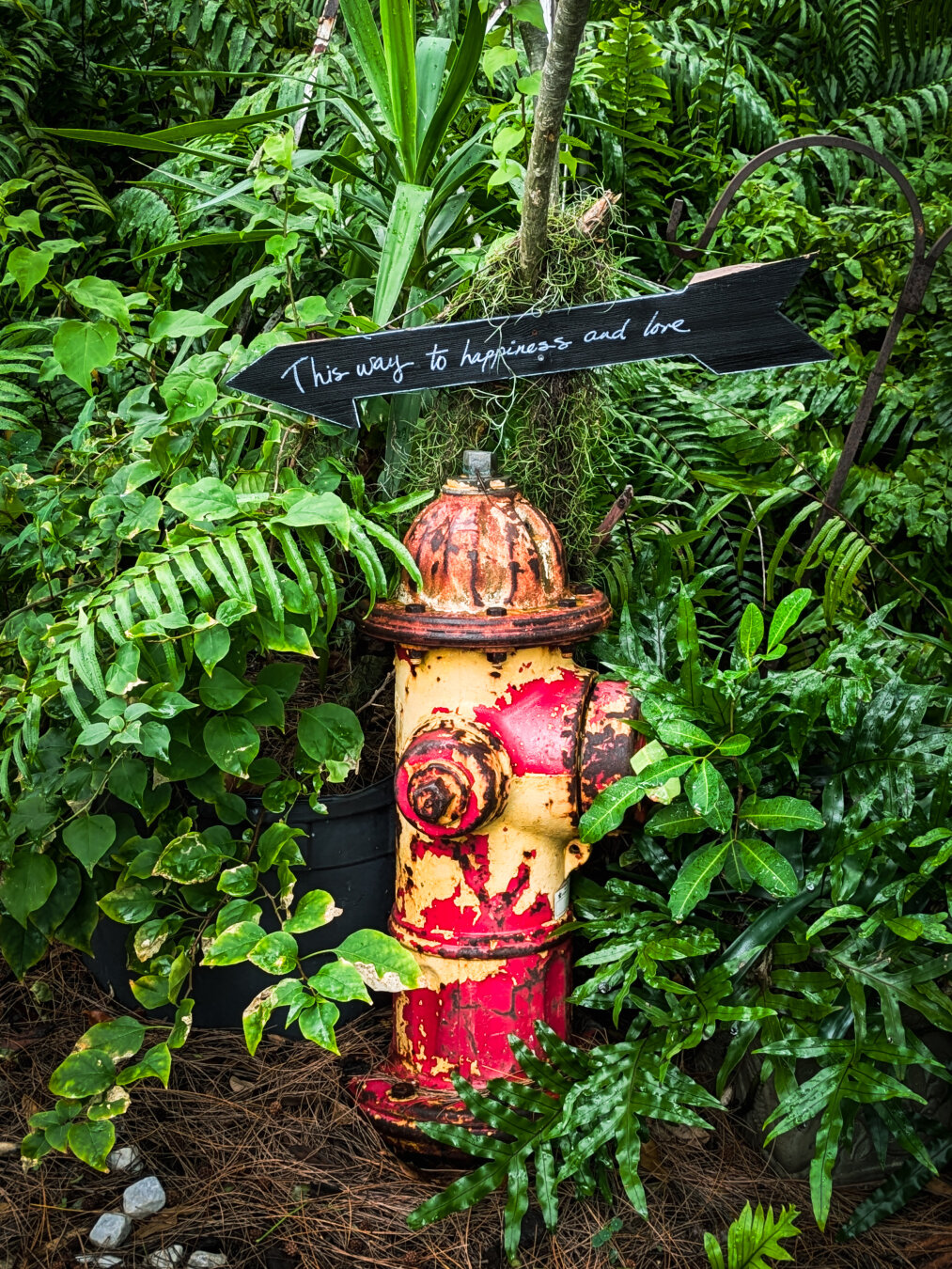 An abandoned, peeling fire hydrant surrounded by dense green foliage and ferns. The rusty hydrant's yellow paint is peeling unevenly to reveal patches of red paint and rust underneath. Just above it, a black wooden arrow sign points to the left with the handwritten white text, "This way to happiness and love."