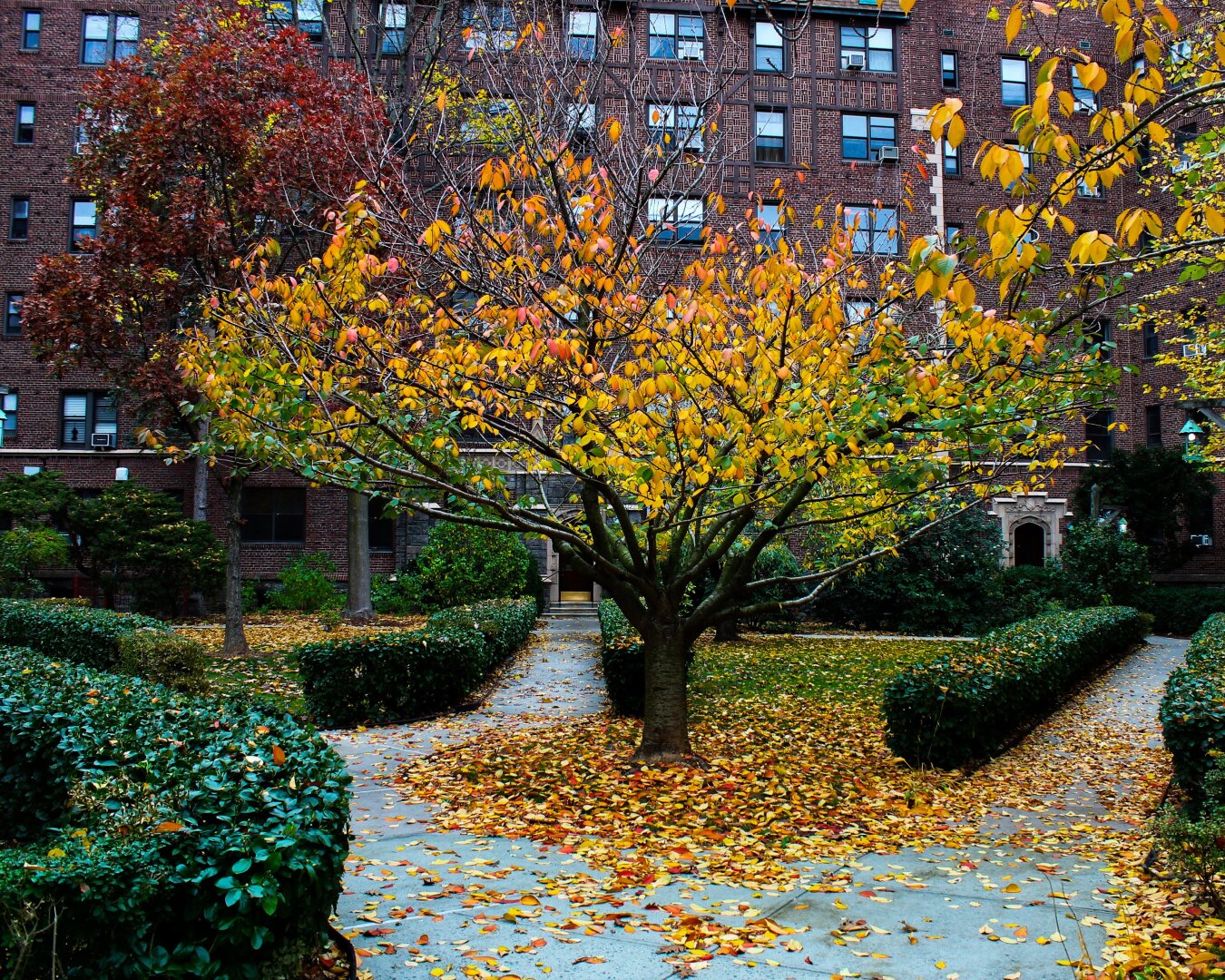 A small tree with vibrant yellow and green autumn leaves standing in the center of a landscaped courtyard, surrounded by green hedges and a classic red-brick apartment building.