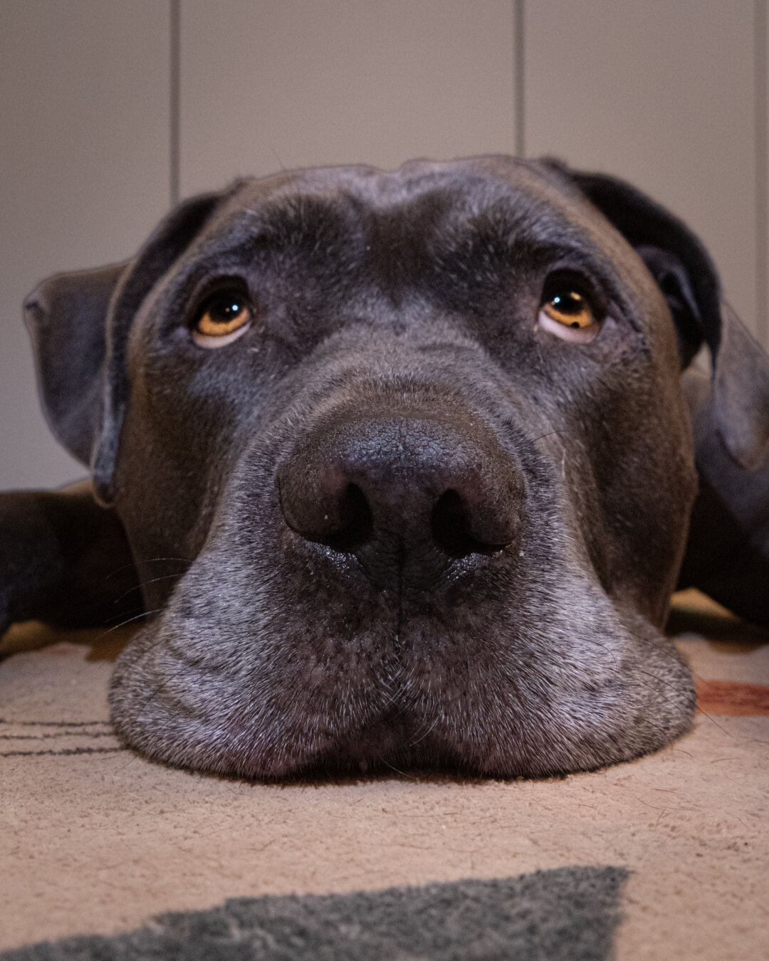 A close-up of a large Cane Corso type dog with his head on the floor. His grey muzzle and jowls rest flat against a patterned rug and his warm amber eyes look up with a sulky expression.