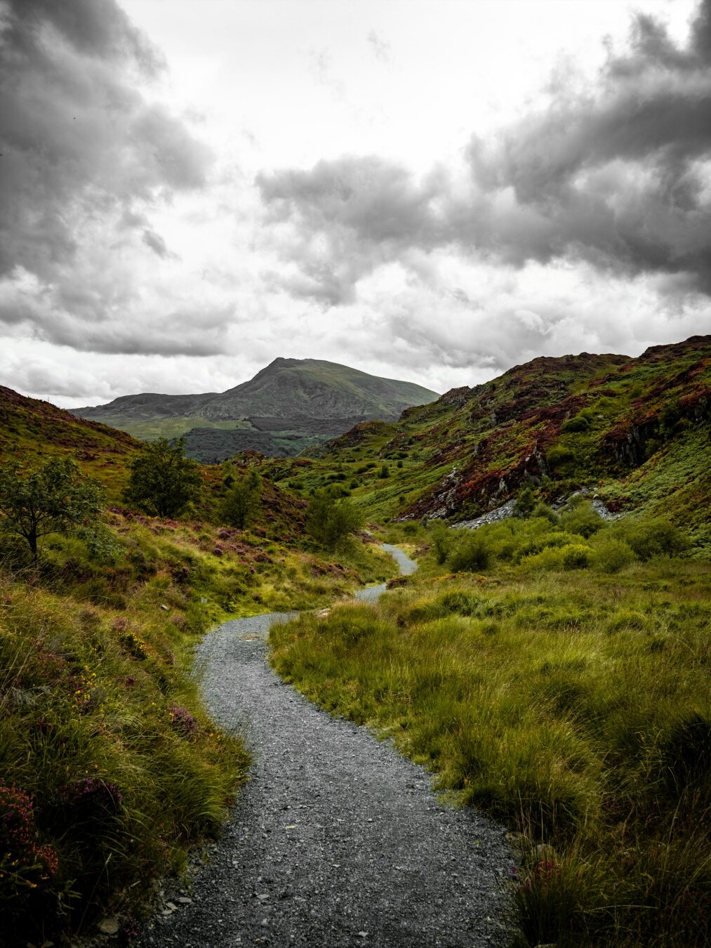 A gravel footpath winds through a lush green valley covered in long grasses and patches of purple heather. In the background, the grassy peak of a mountain rises under heavy, dark grey clouds in Eryri (Snowdonia) National Park.