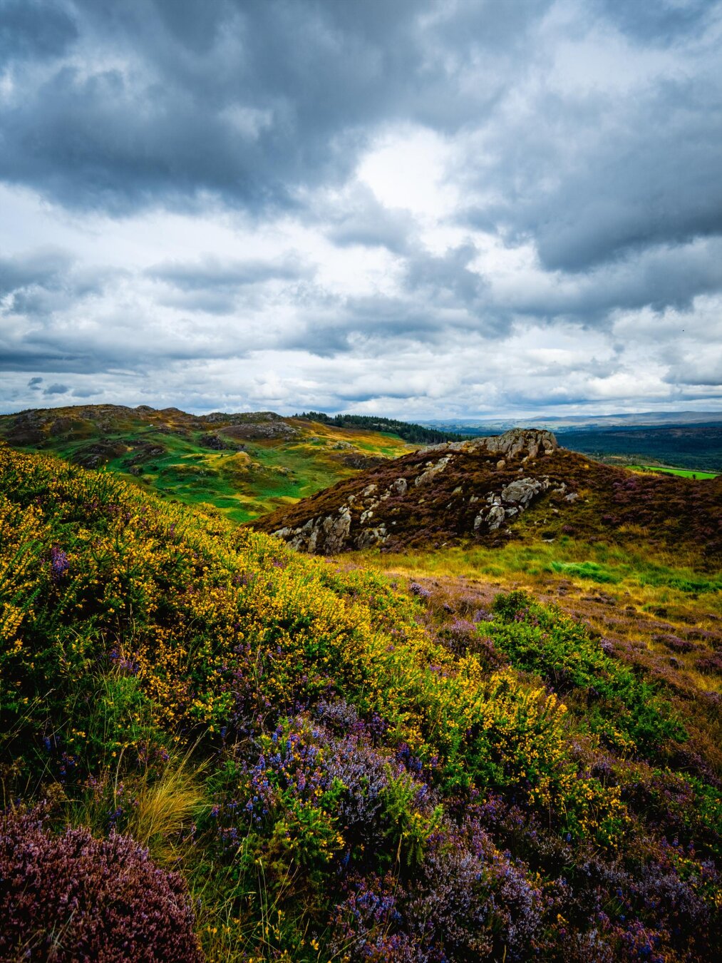 A wide view of rolling Welsh hills. The foreground is densely covered with bright yellow gorse, deep purple heather, vivid green bilberry, and light orange dried heath grasses. To the right, a rocky, craggy ridge rises up covered in reddish-orange dried bracken. Green hills stretch out into the distance under a dramatic, overcast sky filled with heavy blue-grey and white clouds.