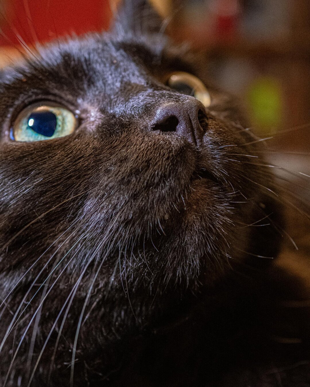 A close-up portrait of a black cat looking upward. It has a black, textured nose, delicate whiskers, and a striking yellow-green eye with a dilated pupil.