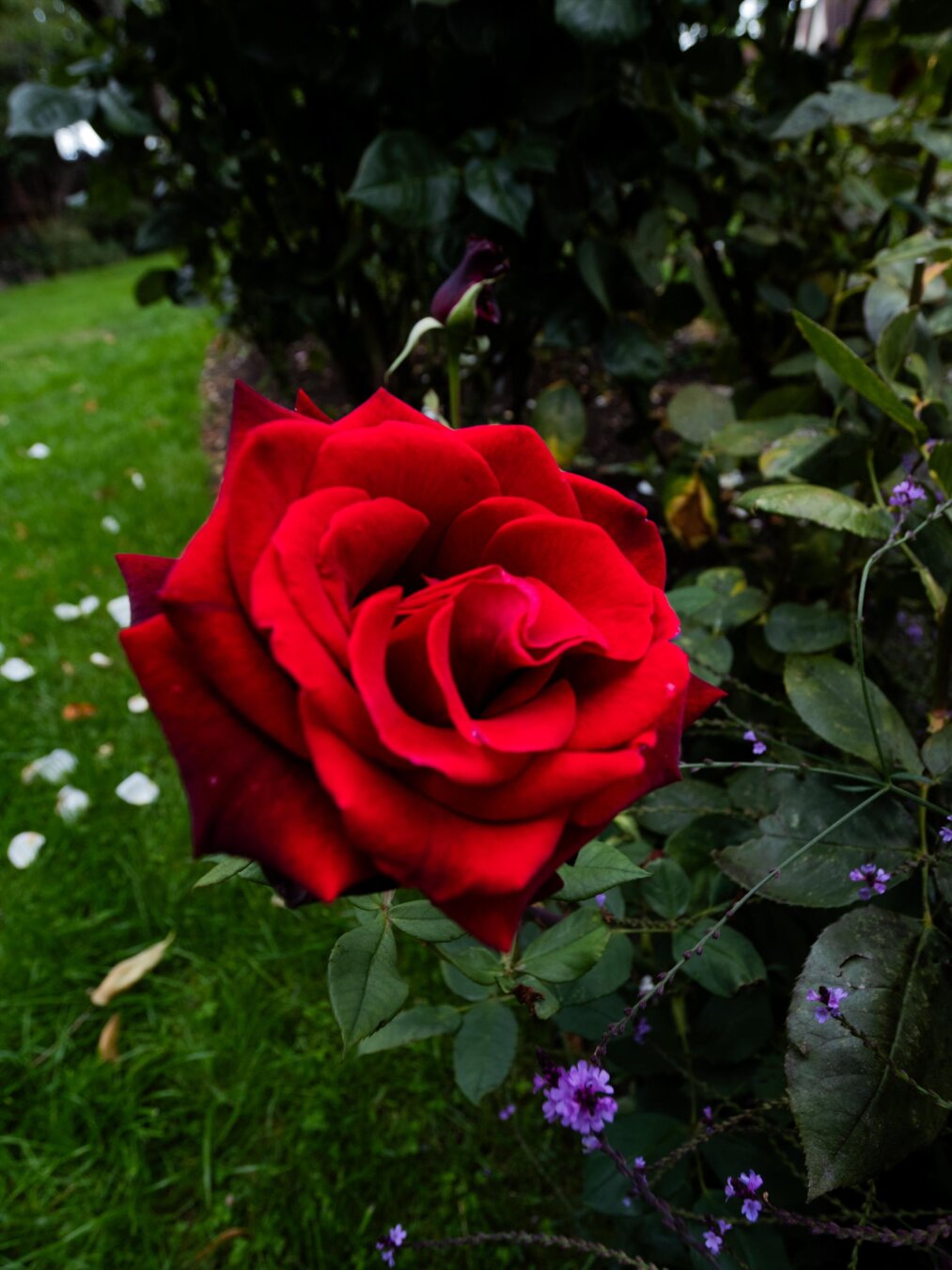 A close-up up of a single vivid red rose with velvety petals. It is surrounded by green foliage and small purple accent flowers in a garden.