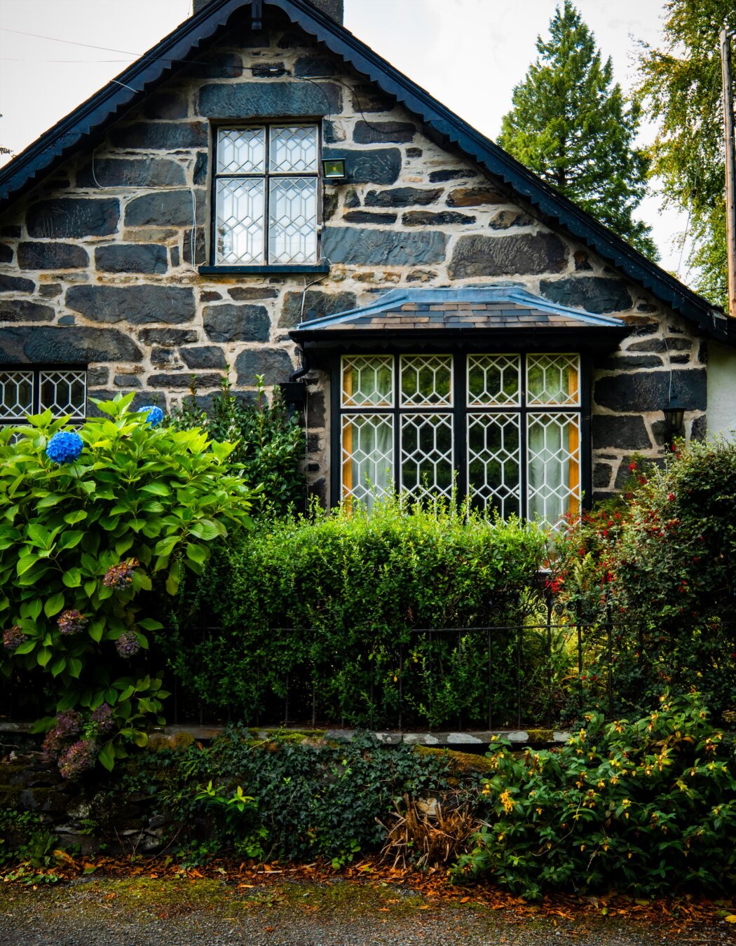 A traditional Welsh stone cottage with dark wood trim and leaded diamond-paned windows. A manicured green hedge, and a lush blue hydrangea bush in full bloom in front with scattered orange autumn leaves along the ground.