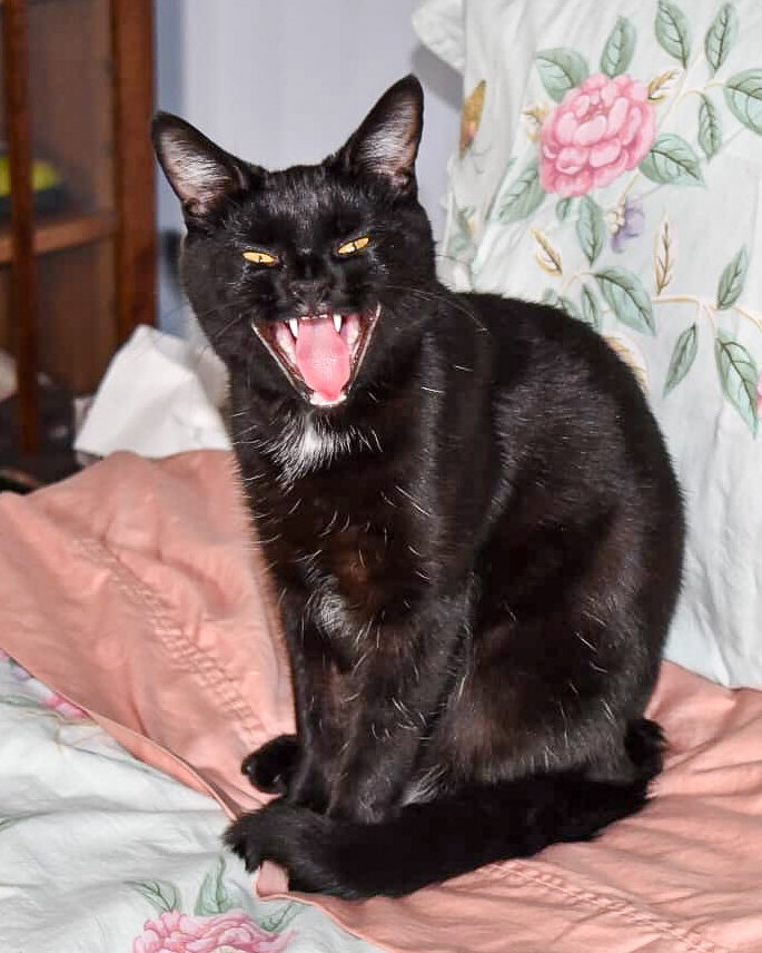 A black cat with yellow eyes sits on a floral-patterned blanket, caught with his mouth wide open, displaying its teeth and pink tongue in what looks like a hiss but is actually just a yawn.
