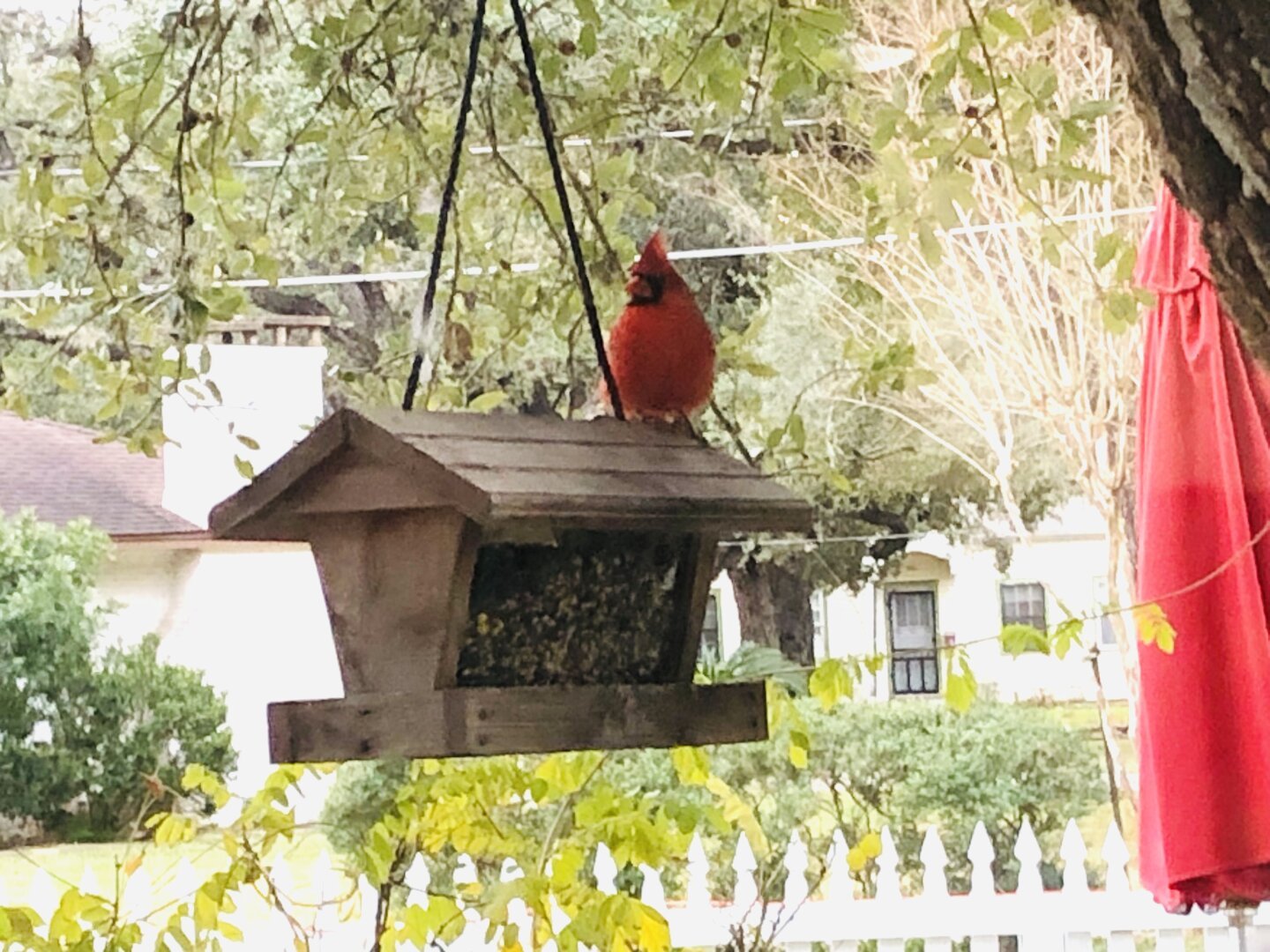 Deep-red male cardinal sitting on a wooden, house-style, hanging bird feeder filled with seed.