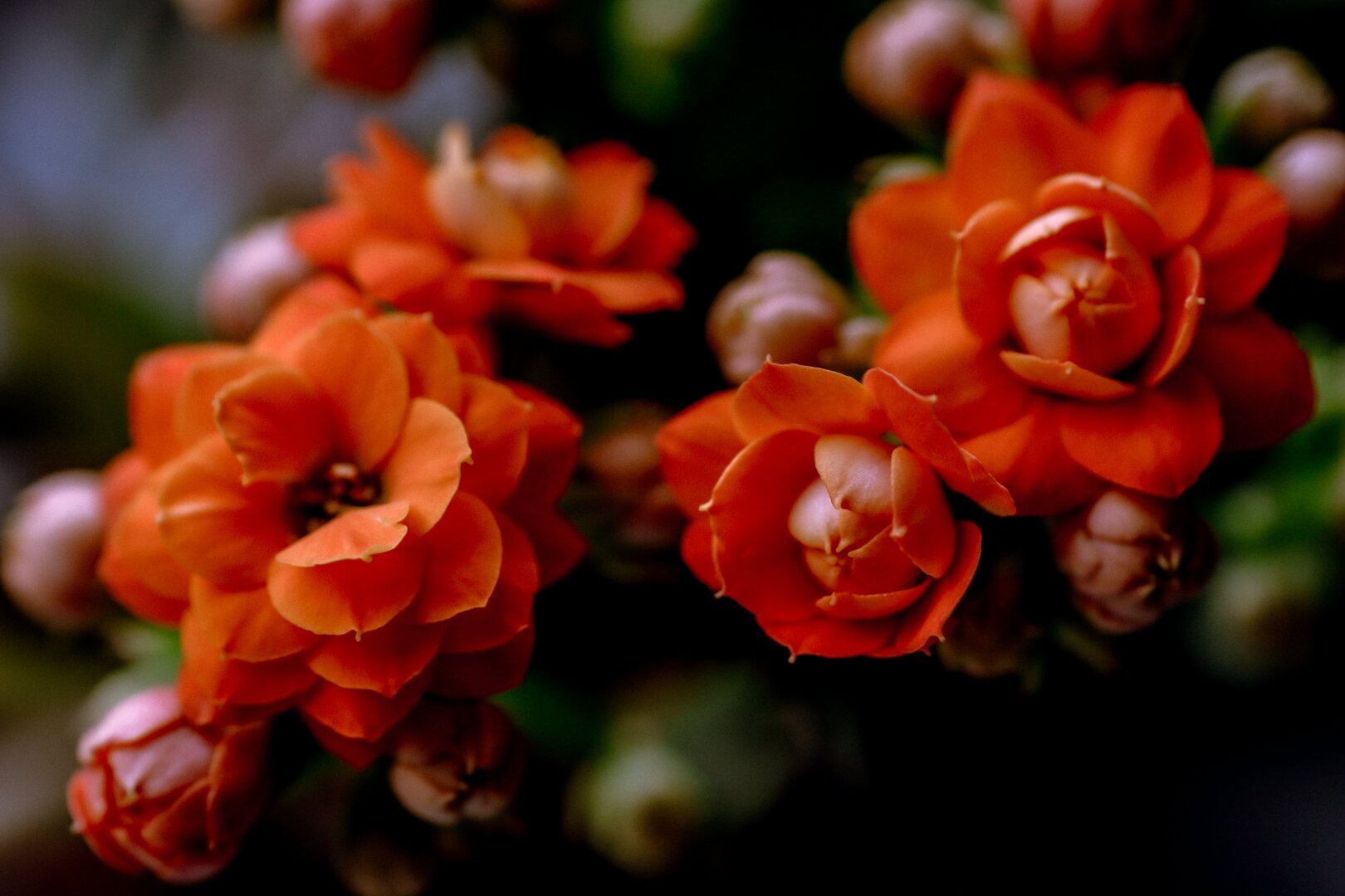 Vibrant orange flowers