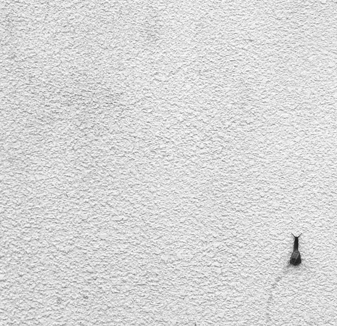 Photo carrée d'un mur. Tout en bas à droite, un escargot. Tout le reste est vide et donne l'impression que son chemin est encore long.