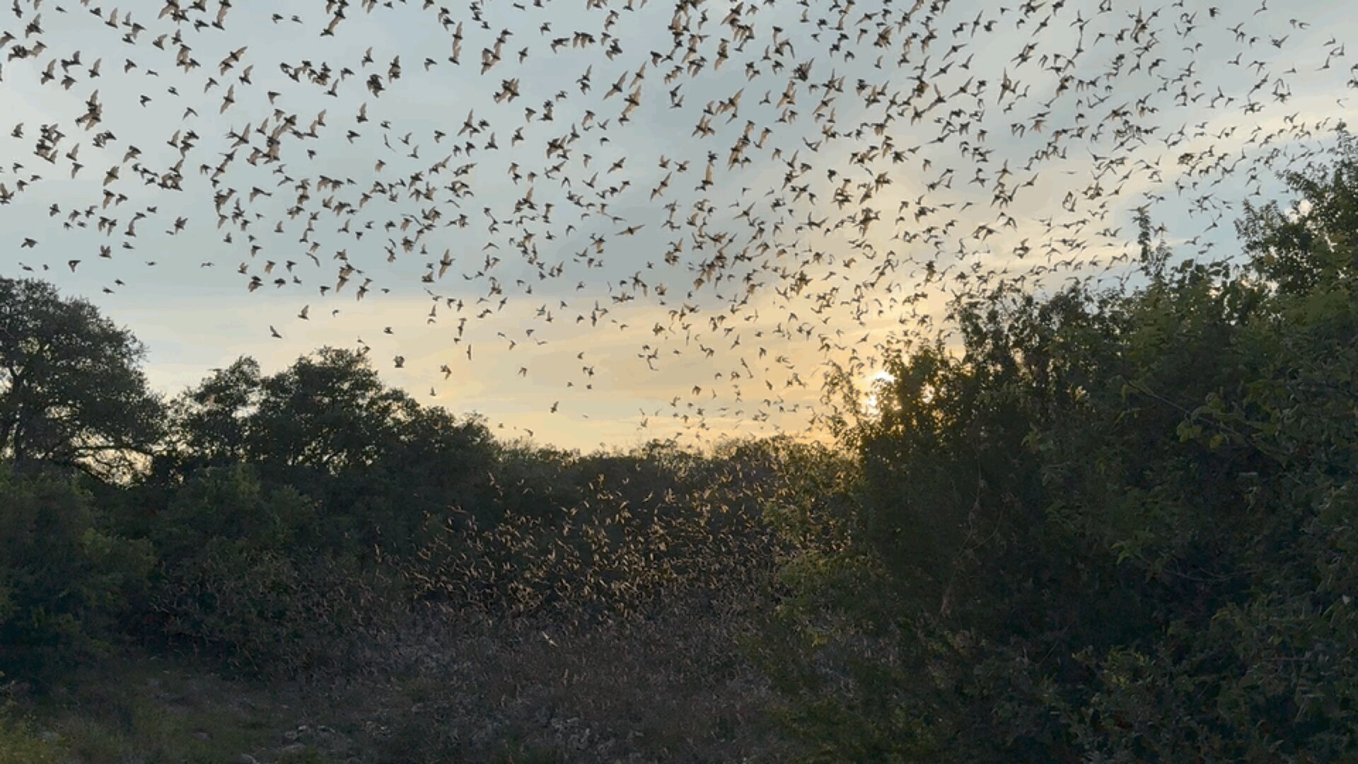 Bracken Cave Preserve is managed by Bat Conservation International (BCI).