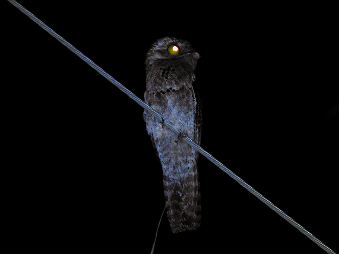Foto tirada com flash, sendo possível observar seus olhos refletindo a luz do flash em cores laranjo-amareladas intensas. O animal está com o rosto virado para foto e possui coloração escura por conta do flash, sendo possível observar um padrão barrado em seu ventre e cauda. Também é possível observar sua íris amarela e a pupila refletindo o flash.