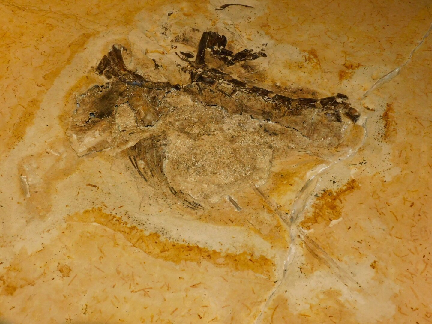 Retrato da outra placa calcária contendo o fóssil do terópode conhecido inicialmente por "Ubirajara jubatus", sendo possível observar vestígios de tecido mole, possíveis vértebras, uma possível garra, inúmeros outros ossos fossilizados, além das lanças que serviram de referência para seu antigo nome. A placa calcária possui tons amarelados e esbranquiçados, enquanto que o fóssil apresenta coloração mais escura.