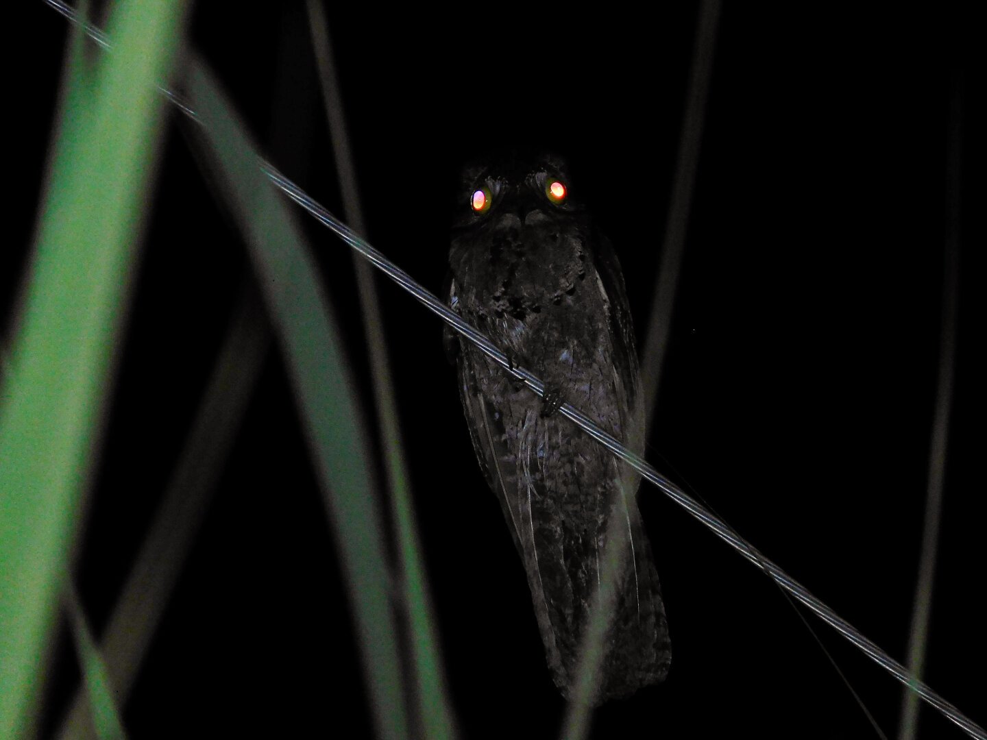 Foto tirada com flash, sendo possível observar seus olhos refletindo a luz do flash em cores laranjo-amareladas intensas. O animal está de frente para foto e possui coloração escura por conta do flash, sendo possível observar um padrão barrado em seu ventre e cauda.