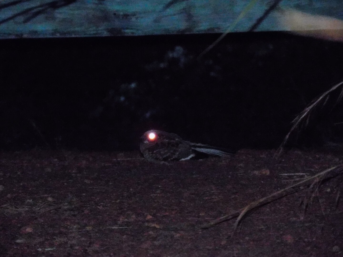 No centro da imagem, um bacurau pousado no chão durante a noite. O seu olho está brilhando por conta da luz da lanterna, seu corpo apresenta coloração escura e sua asa é barrada, alternando entre marrom, branco e preto, respectivamente. O mesmo padrão de cores é observado em sua cauda. O solo, de piçarra, é caracterizado por apresentar pequenas rochas. Na porção direita, algumas gramíneas. Na parte acima do animal, parte de uma cancela de madeira pintada em cor azul, embora a tinta já esteja um pouco desgastada pelo tempo. Não é possível observar com clareza o fundo por trás do animal.