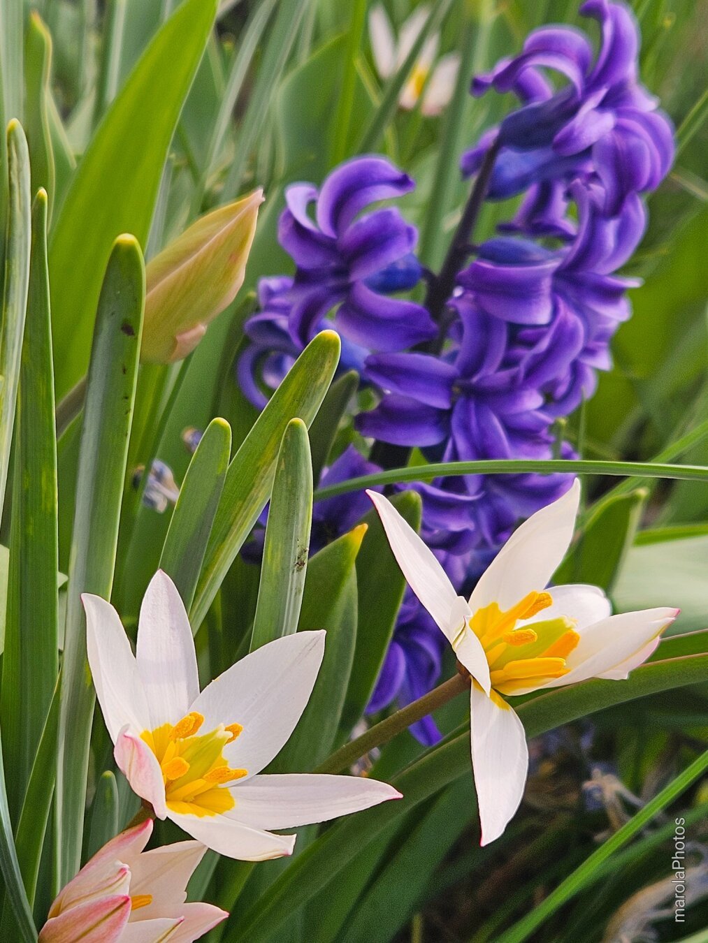 Weiße botanische Tulpen mit rosa Rändern und gelber Mitte vor violetten Hyazinthen, umgeben von grünem Laub. Frühlingslicht auf einem Balkon.