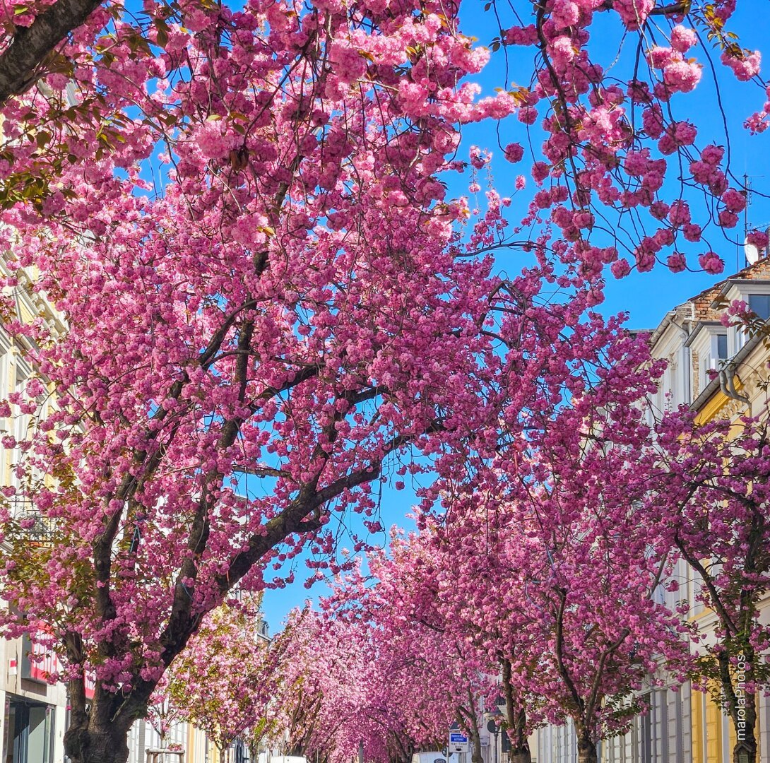 Blick durch eine enge Altstadtstraße in Bonn, überdeckt von rosa blühenden Kirschbäumen. Die Bäume bilden ein dichtes Blütendach über der Straße, eingerahmt von historischen Hausfassaden unter blauem Himmel.