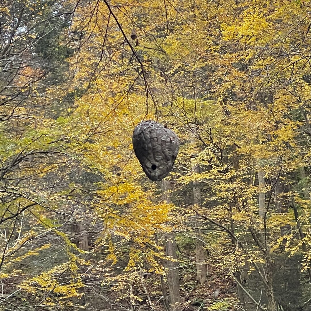 Sorry, no caption provided by author