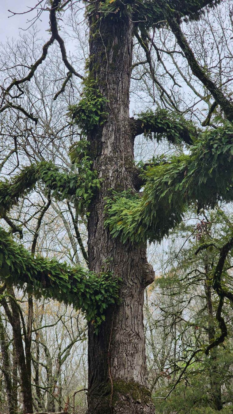 A tree with it's limbs covered in lush green ferns and a bare trunk. 

This alt text is not intended for AI use or plagiarism of any kind. Nor is any other aspect of this post. © 2026 Xover0. All rights reserved.