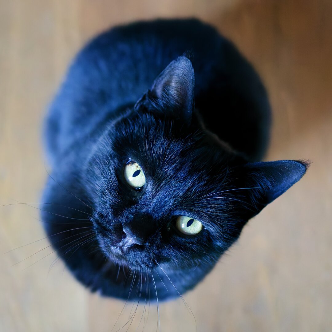 A close-up of a black cat gazing upward with piercing green eyes. The soft lighting highlights the sleek, shiny fur, and the shallow depth of field keeps the focus entirely on the cat's expressive face. The wooden floor in the blurred background adds a cozy and natural touch to the scene.